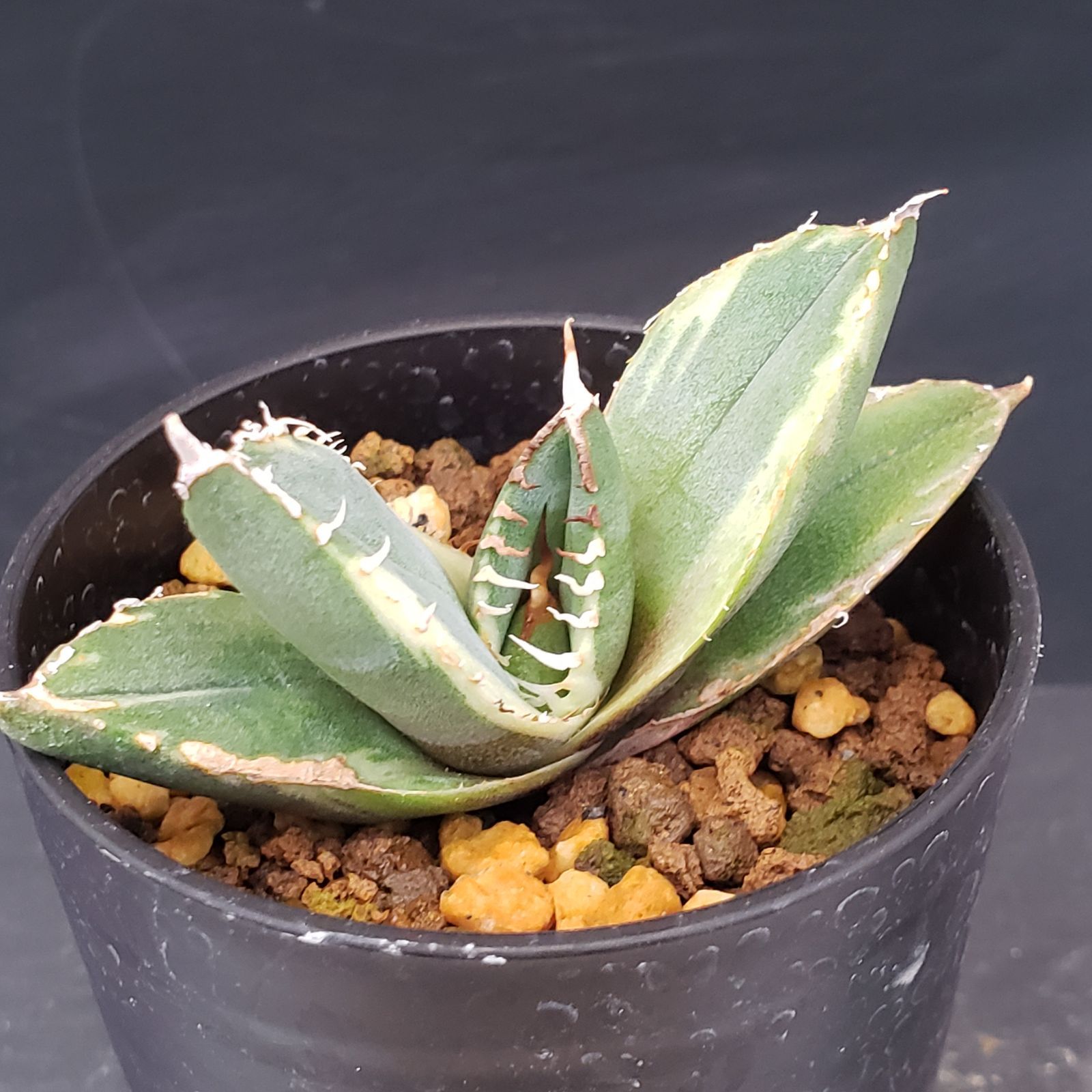 J242【自社養生株】アガベチタノタ 南アフリカダイヤモンド（斑入り