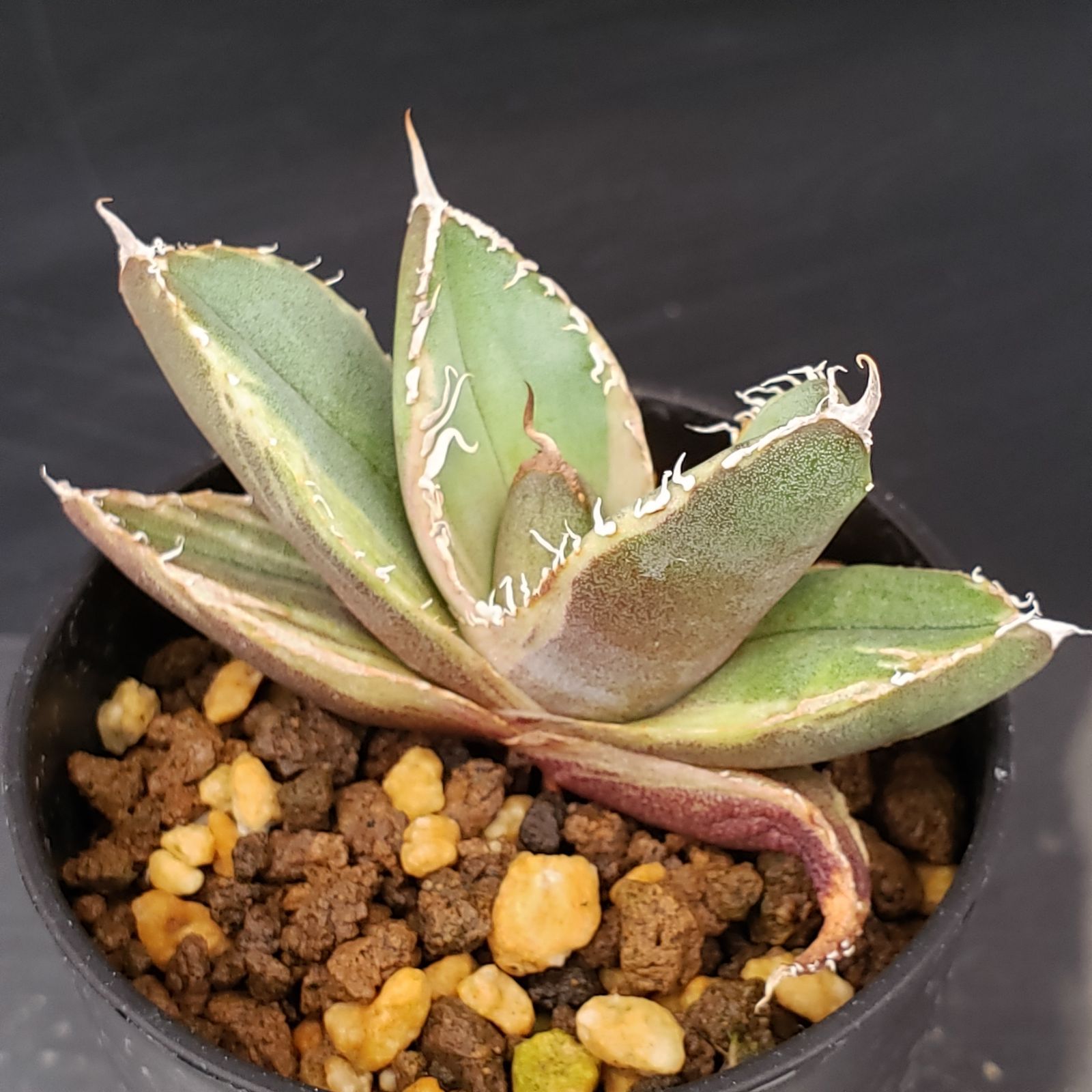 5/28までの出品です。アガベチタノタ　南アフリカダイヤモンド　親株 アガベ・チタノタ「南アフリカダイヤモンド」 3.5号鉢 | | チタノタ銘