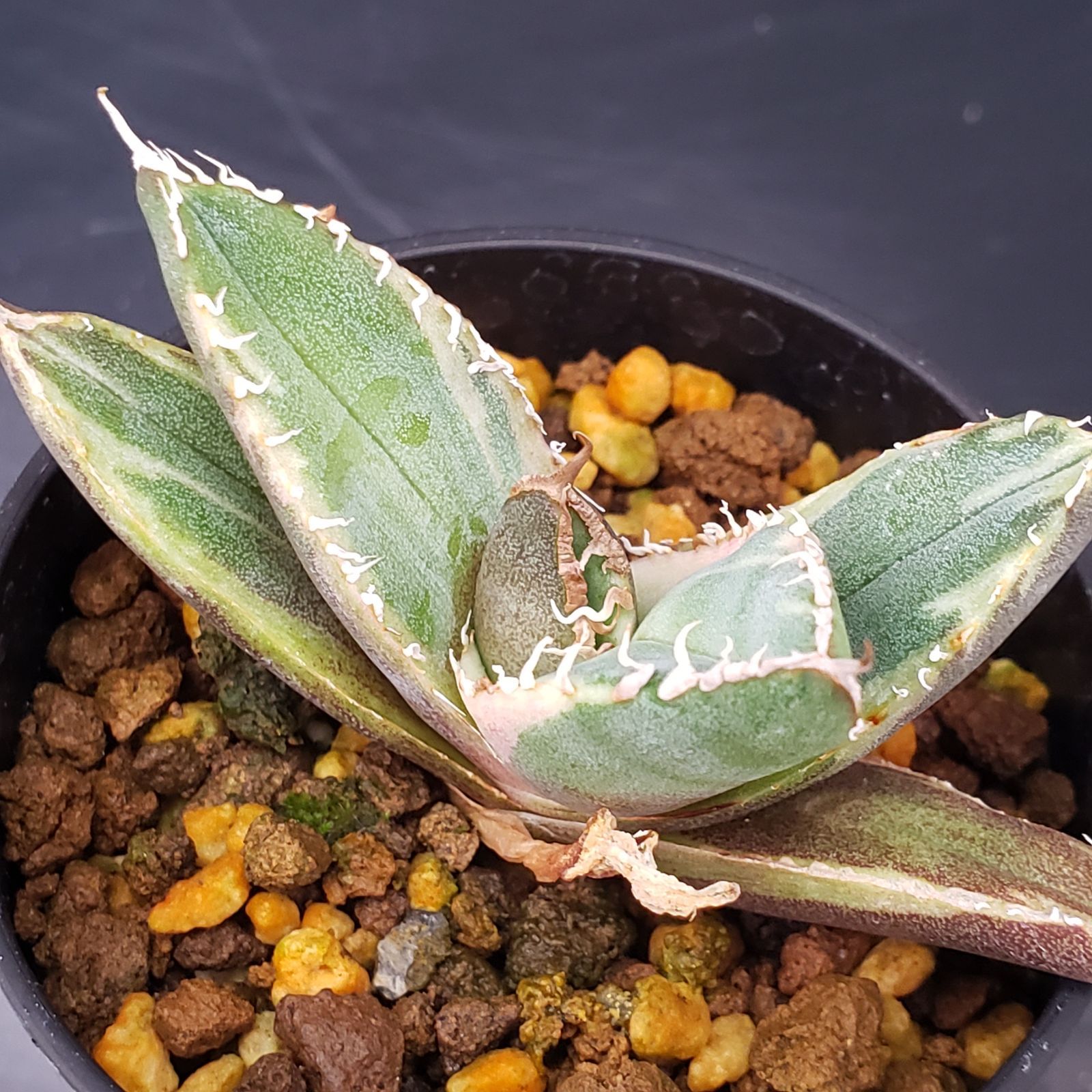 5/28までの出品です。アガベチタノタ　南アフリカダイヤモンド　親株 J236【自社養生株】アガベチタノタ 南アフリカダイヤモンド（斑入り