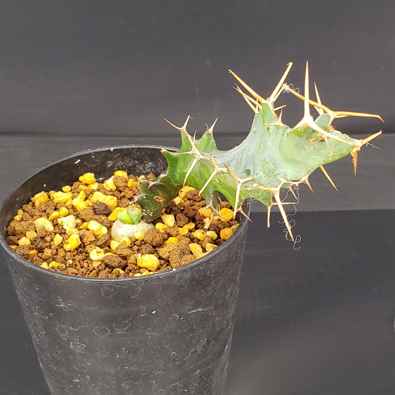 J255【自社養生株】ユーフォルビア トルチラマ（発根株・鉢植え