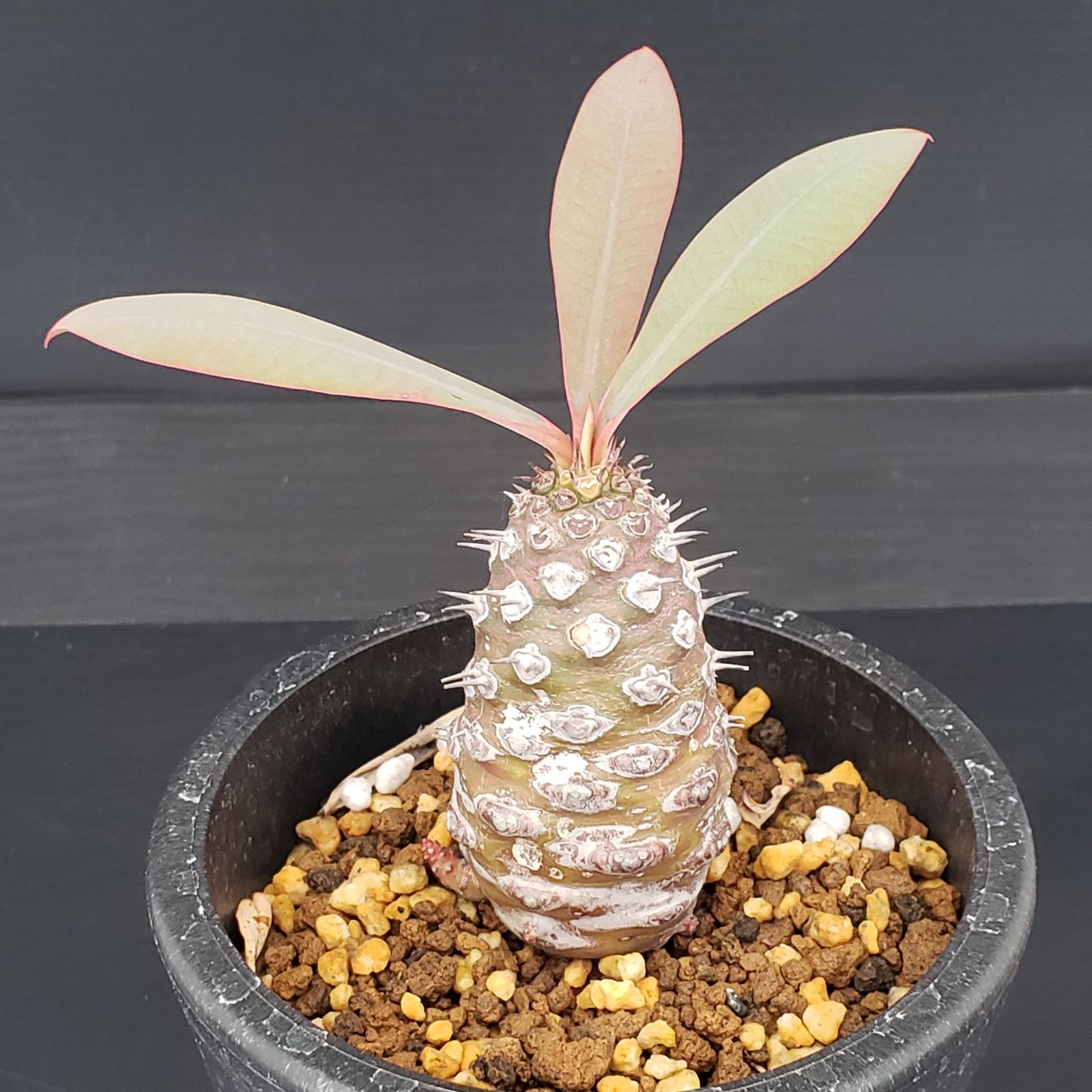 J257【自社養生株】ユーフォルビア パキポディオイデス（発根株