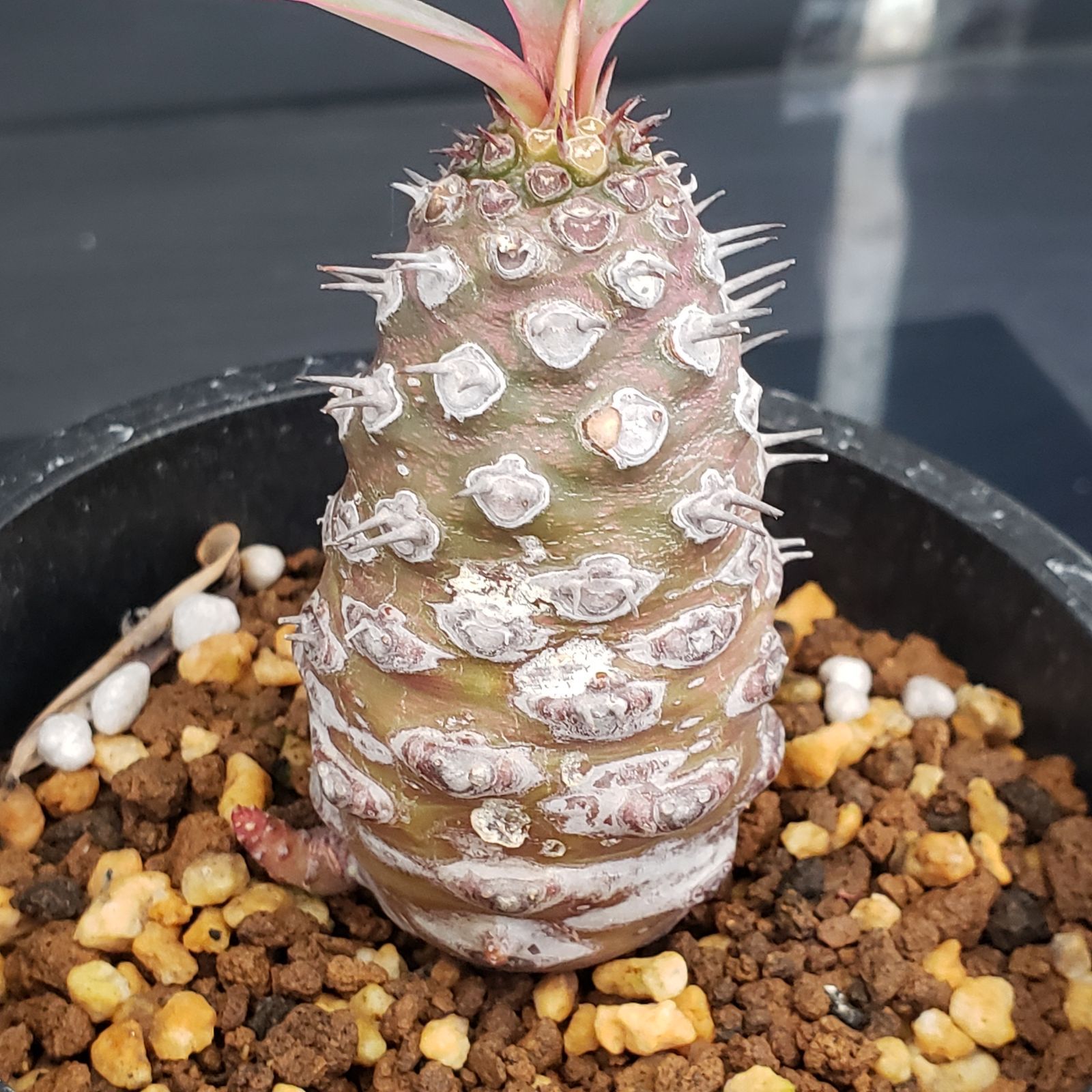 J257【自社養生株】ユーフォルビア パキポディオイデス（発根株