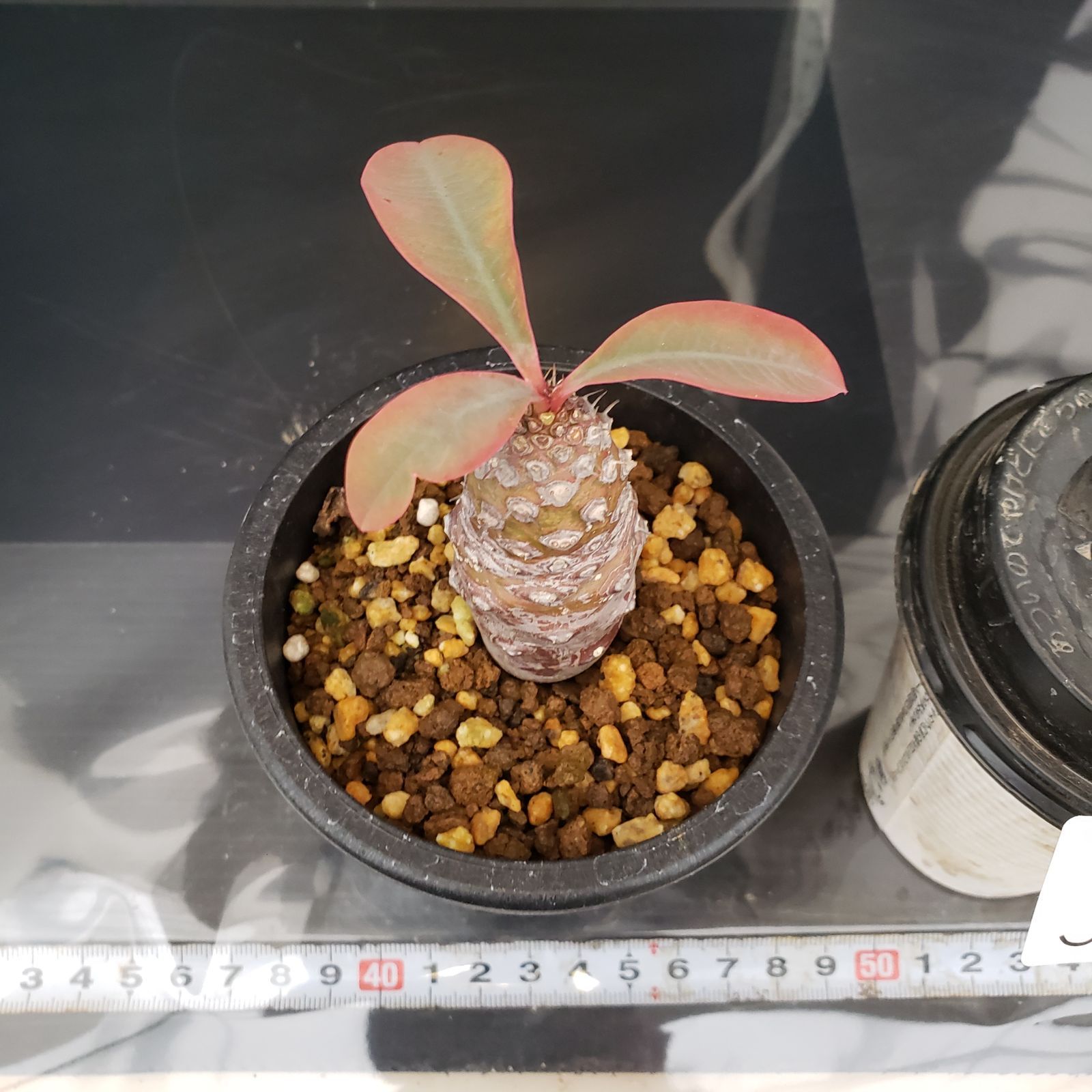 ユーフォルビア　パキポディオイデス　現地球　発根株　(鉢付き) 塊根植物 ユーフォビア パキポディオイデス 発根済 現状株 塊根植物