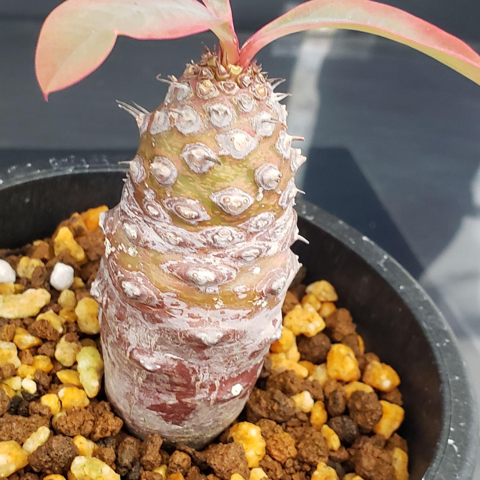 ユーフォルビア　パキポディオイデス　現地球　発根株　(鉢付き) 塊根植物 ユーフォルビアパキポディオイデス | STORES