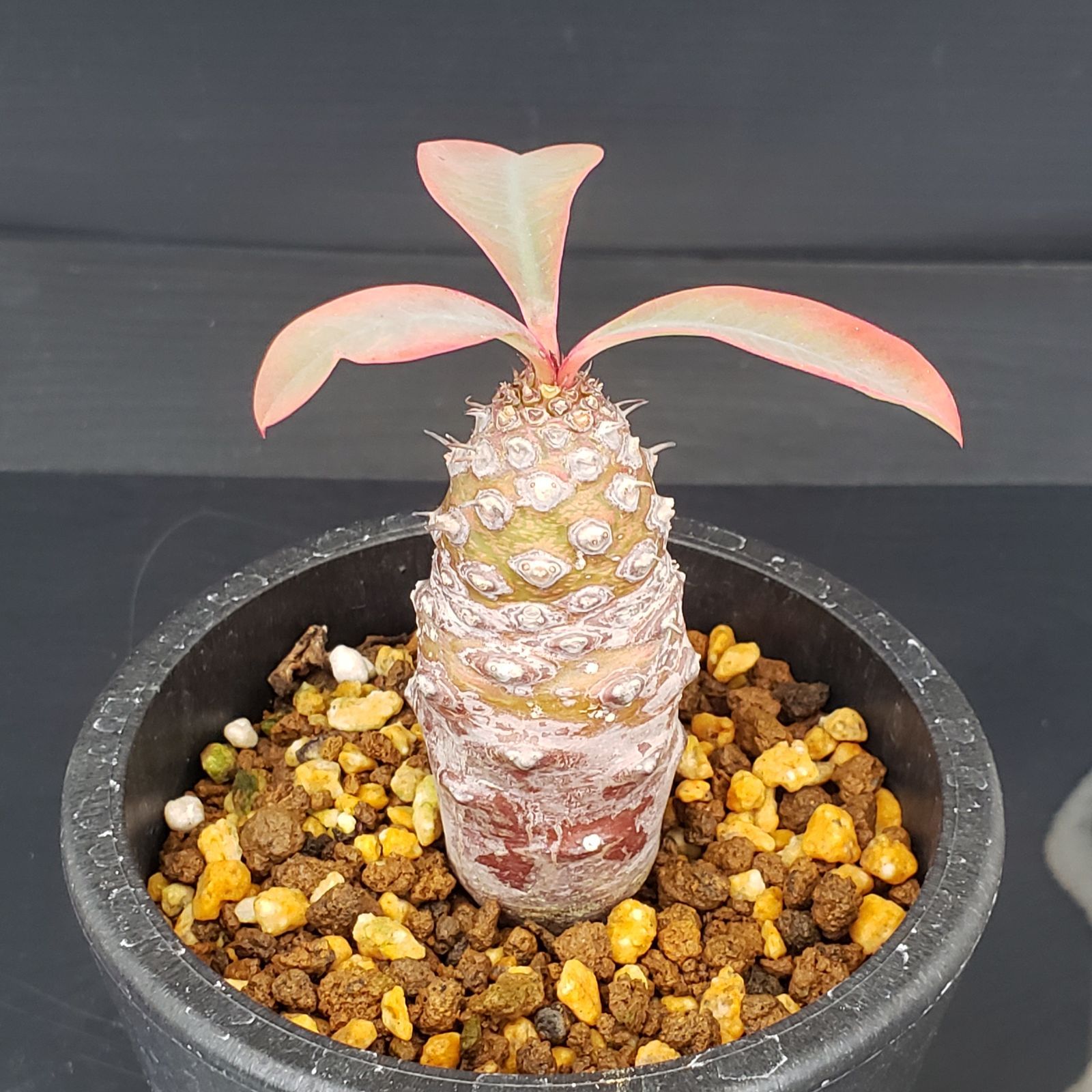 J258【自社養生株】ユーフォルビア パキポディオイデス（発根株