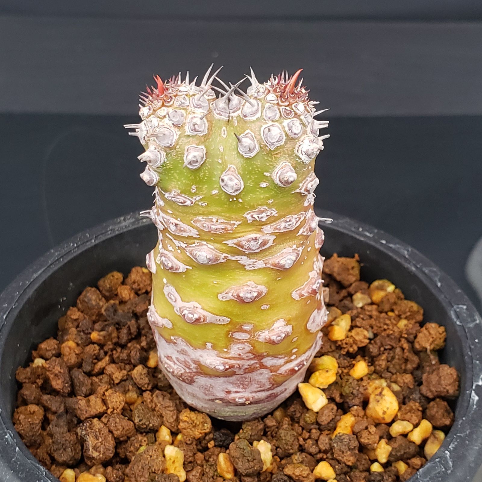 ユーフォルビア　パキポディオイデス　現地球　発根株　(鉢付き) 塊根植物 ユーフォルビア パキポディオイデス 現地球 発根株 (鉢付き) 塊根植物