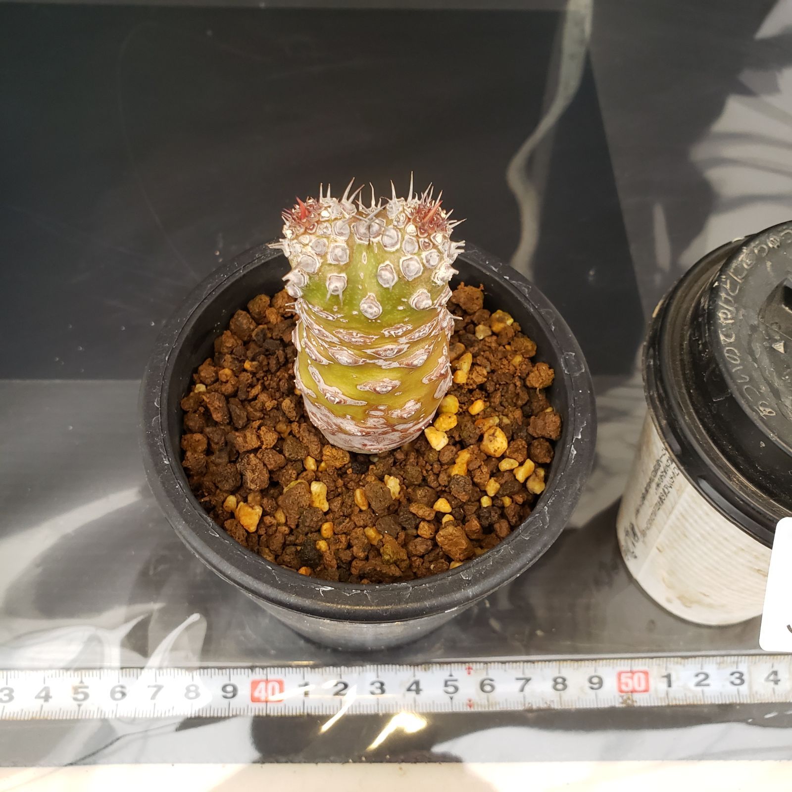 ユーフォルビア　パキポディオイデス　現地球　発根株　(鉢付き) 塊根植物 ユーフォビア パキポディオイデス 発根済 現状株 塊根植物