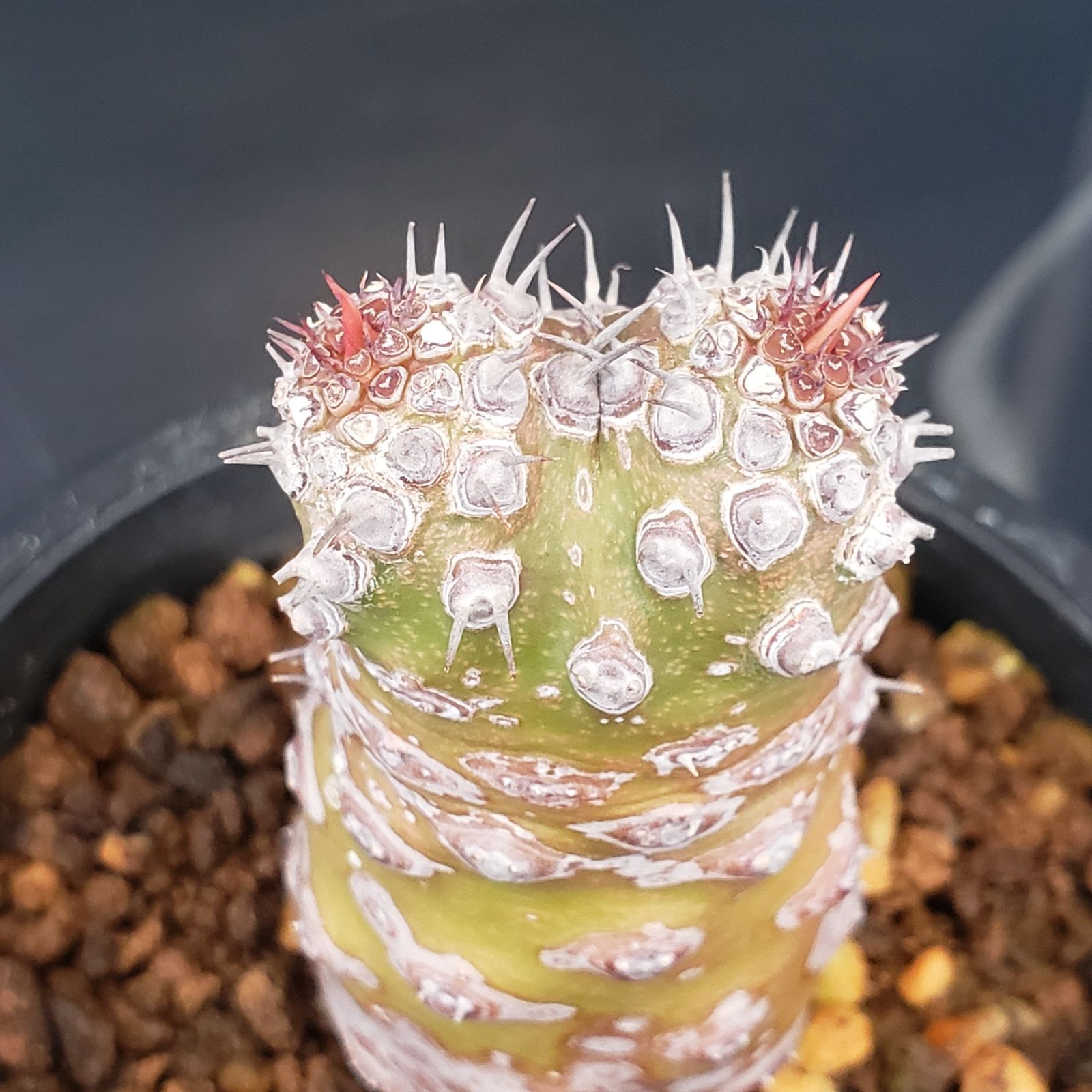 J259【自社養生株】ユーフォルビア パキポディオイデス（発根株