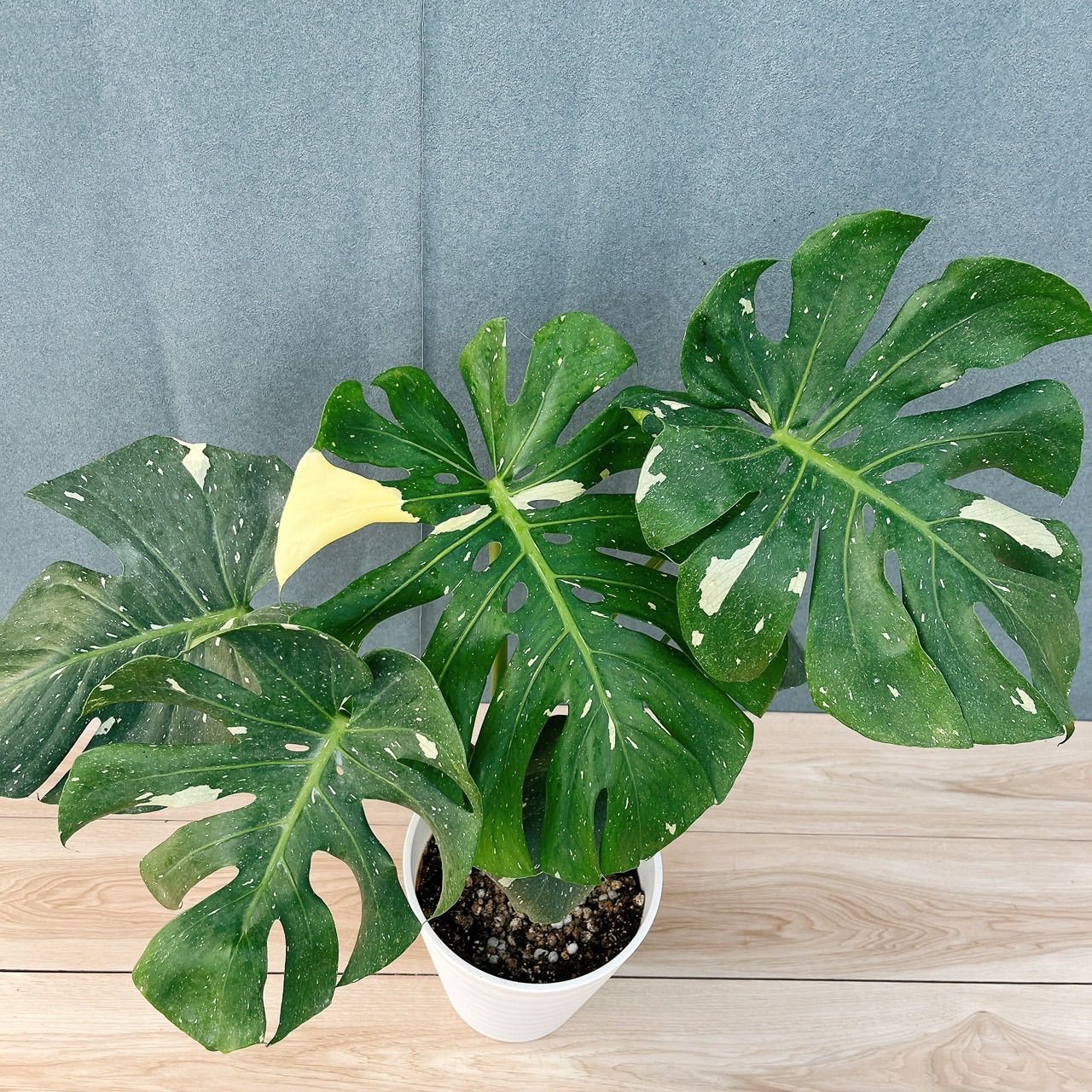 現品］【希少】88番 モンステラ 斑入り 7号 レア 観葉植物 室内 大型