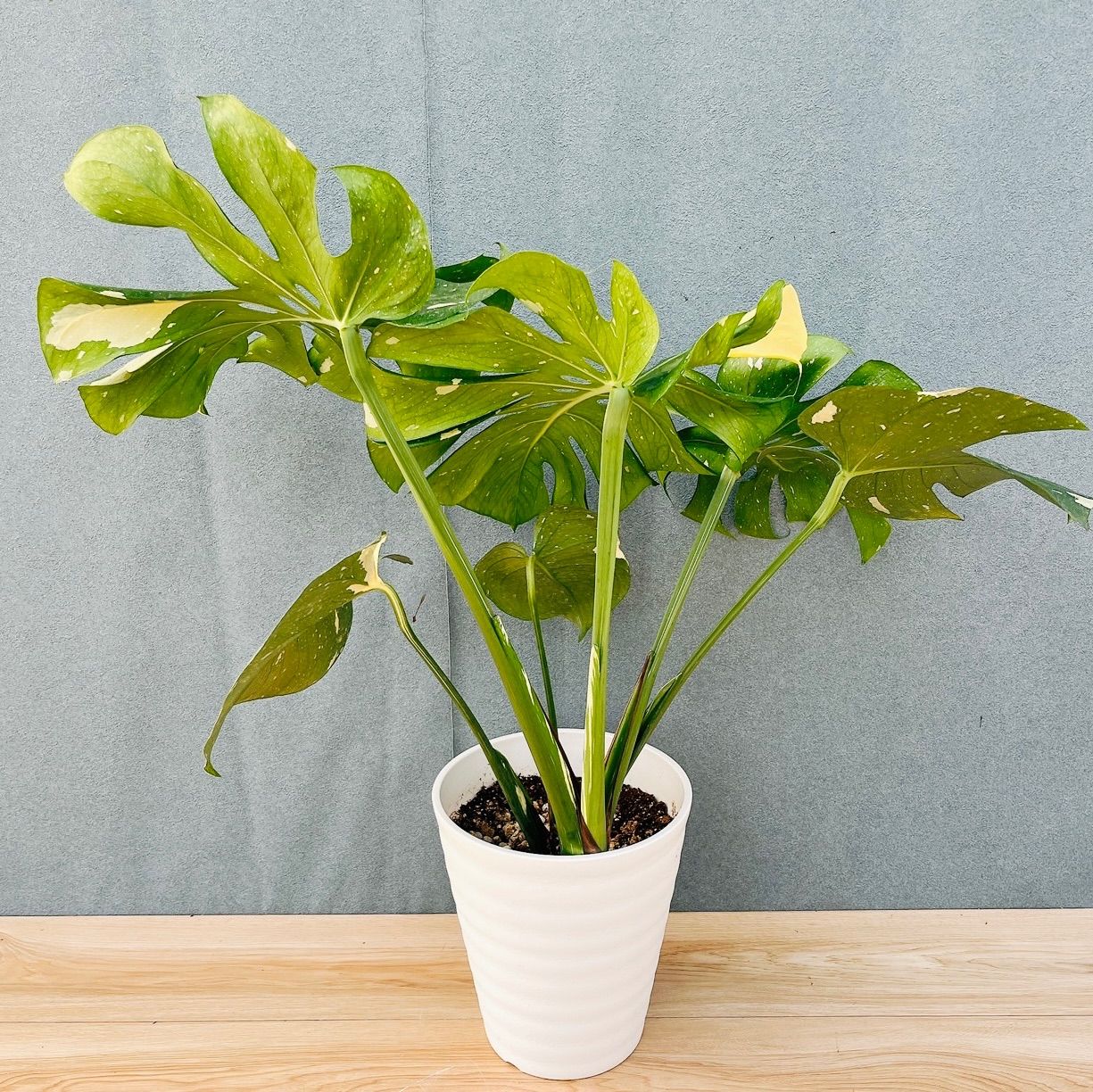 現品］【希少】88番 モンステラ 斑入り 7号 レア 観葉植物 室内 大型