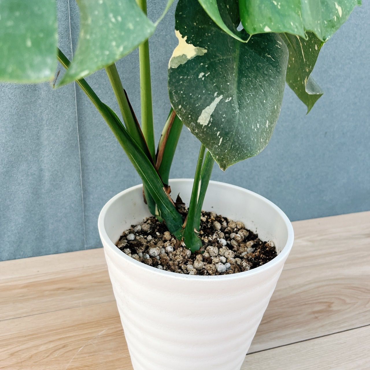 モンステラ　斑入り　鉢植え 斑入りモンステラ 4号 1鉢の通販 | GreenSnap STORE(グリーンスナップ