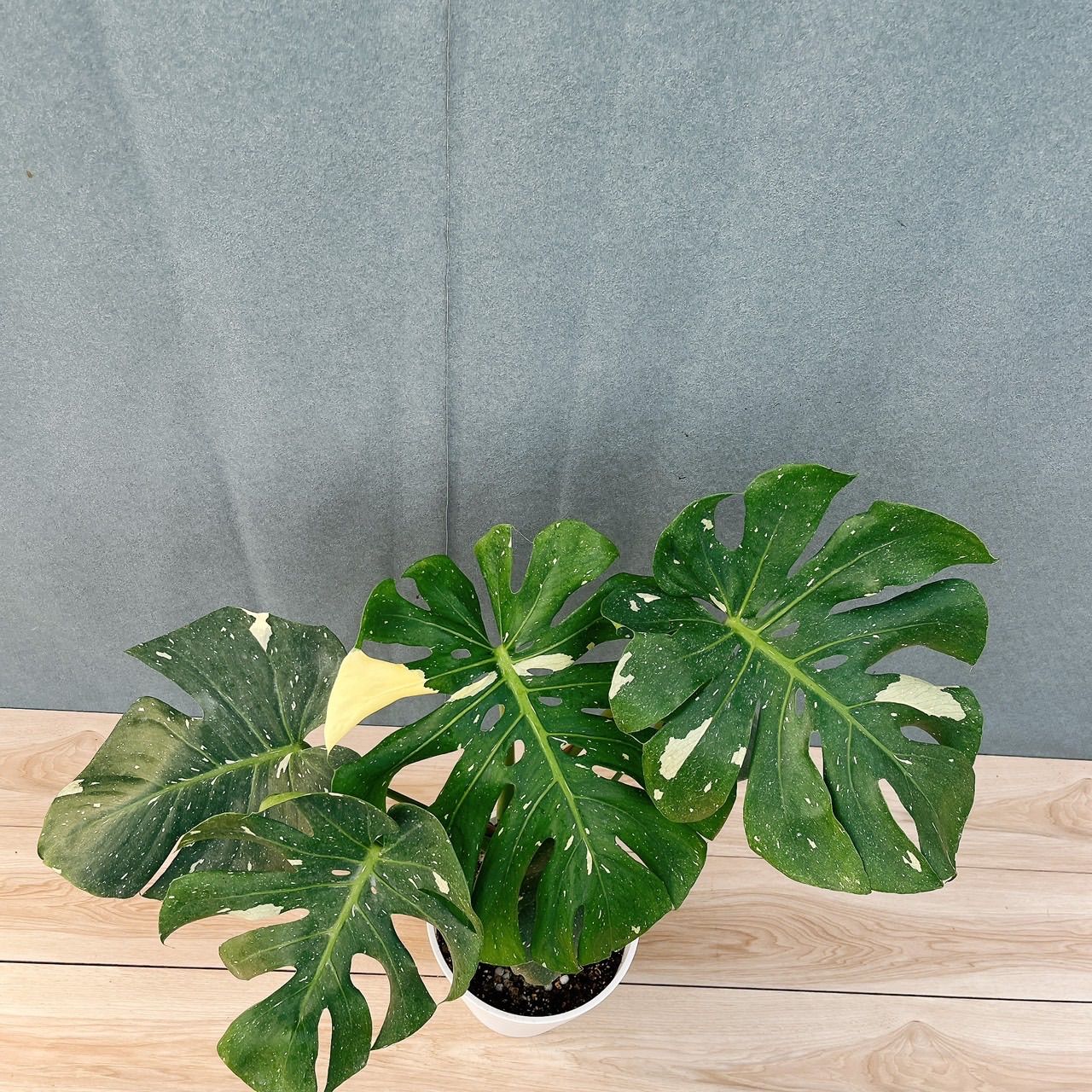 ［現品］【希少】97番　モンステラ　斑入り　7号　レア　観葉植物　室内　おしゃれ 現品］【希少】88番 モンステラ 斑入り 7号 レア 観葉植物 室内 大型