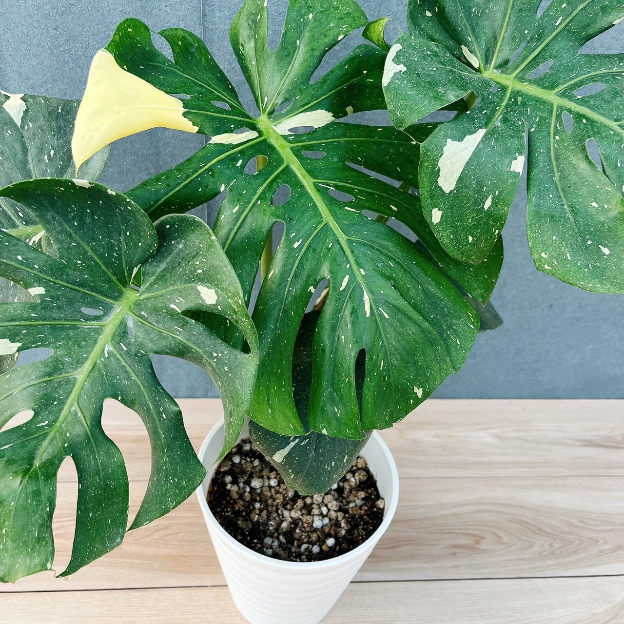 現品］【希少】88番 モンステラ 斑入り 7号 レア 観葉植物 室内 大型
