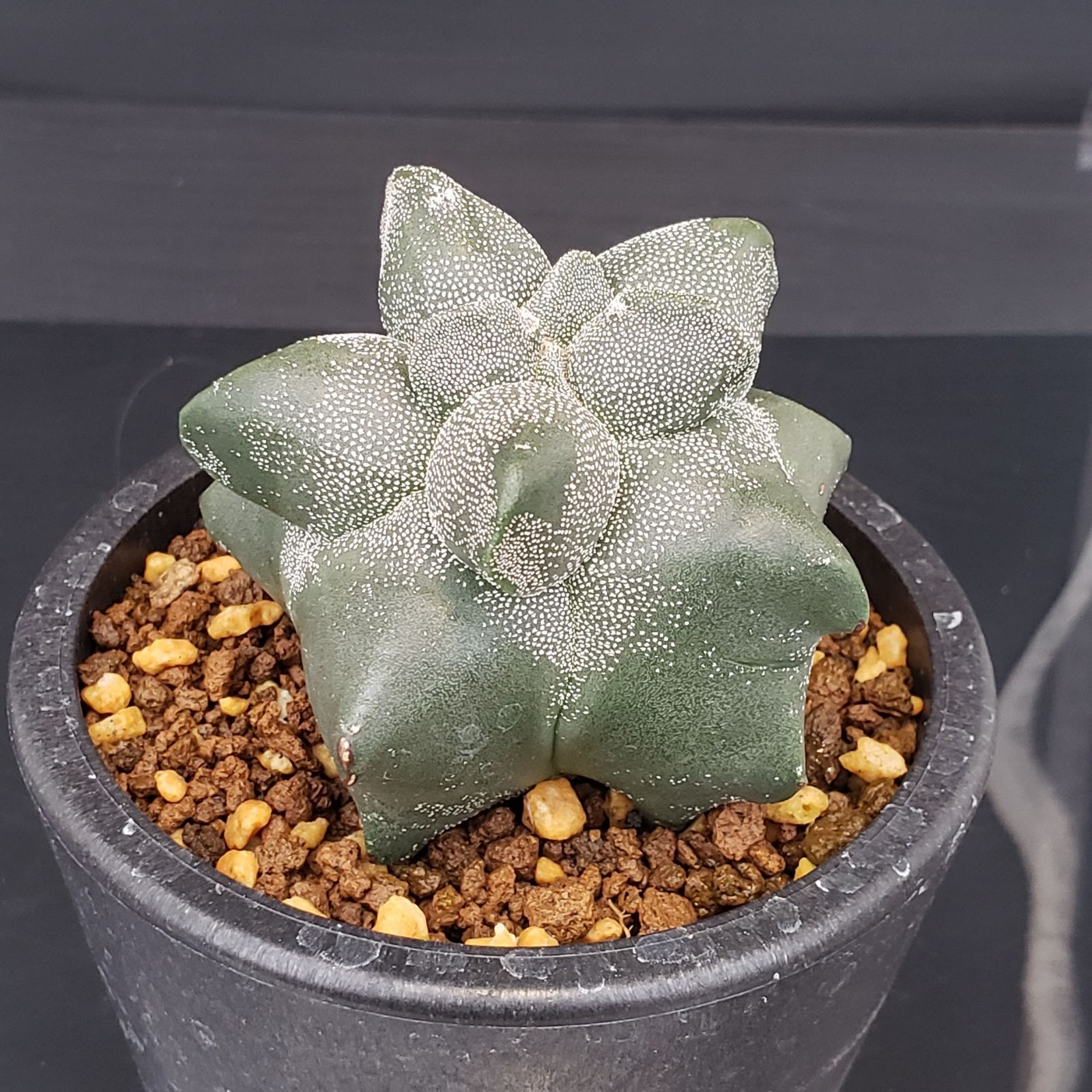 根*葉 Root ZX mini | MORITA