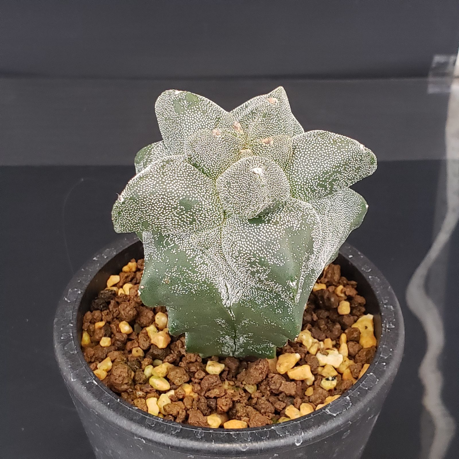 かぶ出品 J265【自社養生株】アストロフィツム ランポーモンスト（発根株