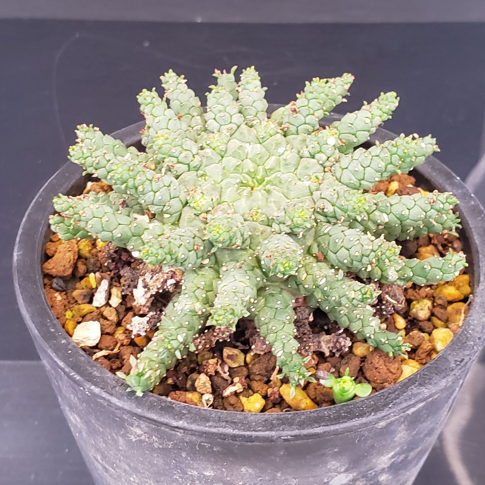 ユーフォルビア ゴルゴニス 発根済み ユーフォルビア ゴルゴニス 発根