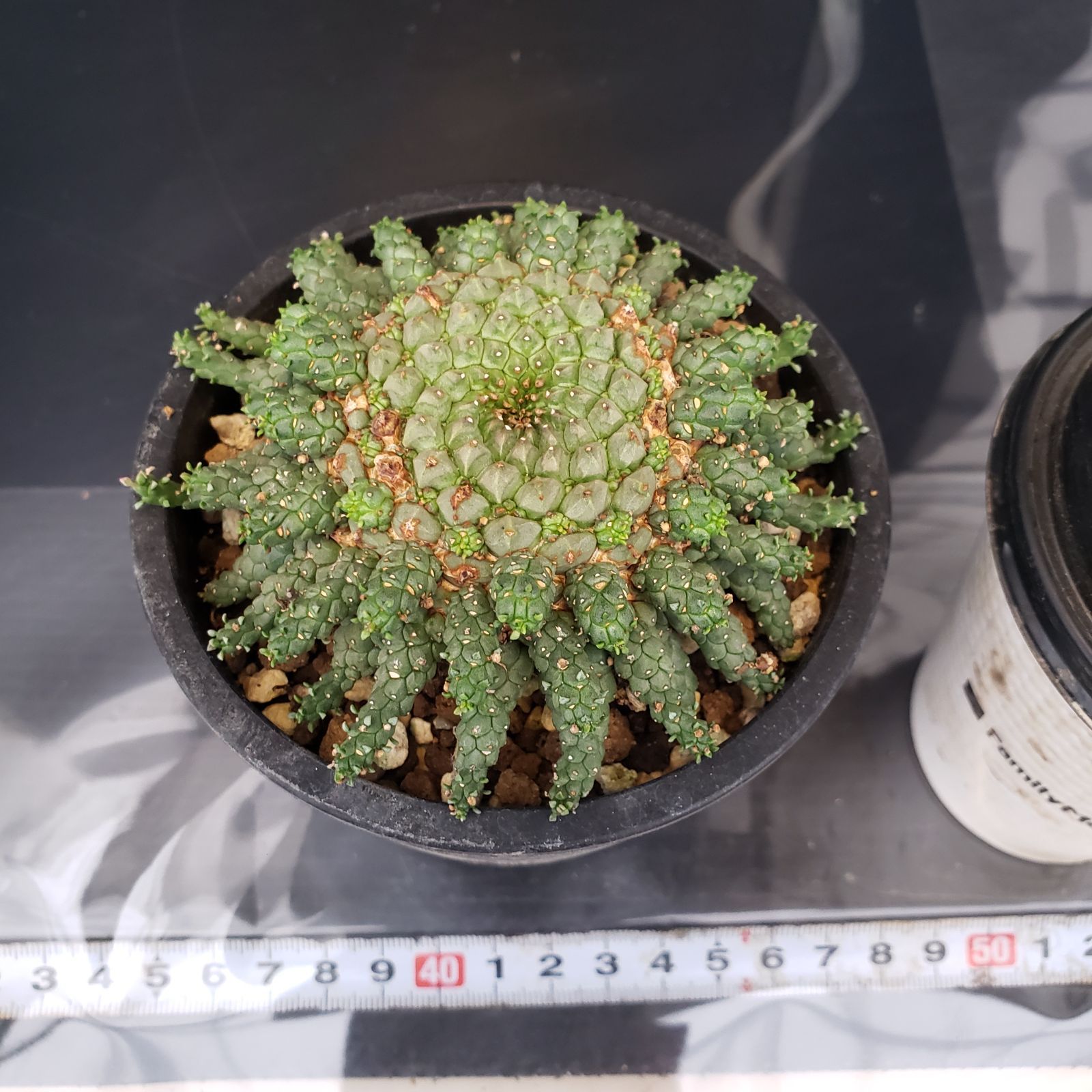 J283【自社養生株】ユーフォルビア ゴルゴニス（発根株・鉢植え