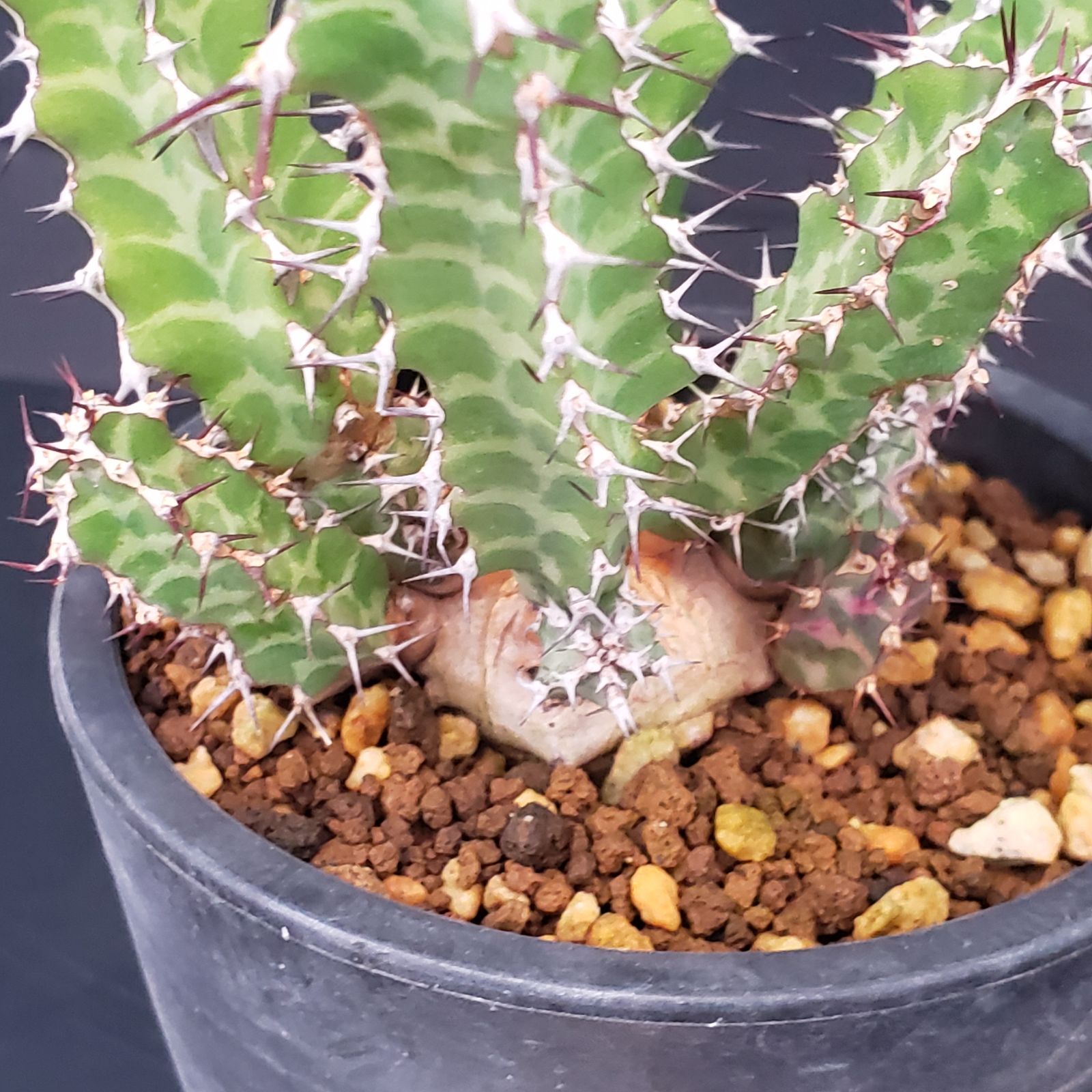ユーフォルビア・ホリダの基本情報・育て方｜多肉植物・サボテン C-101
