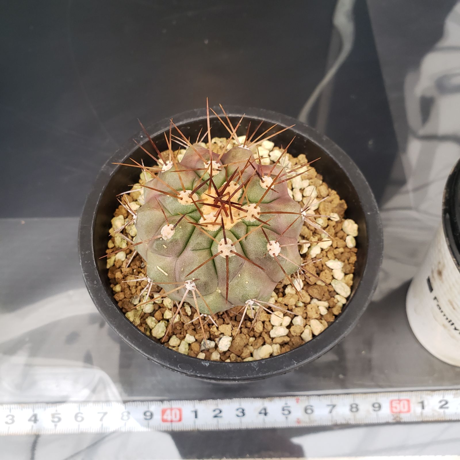 Copiapoa ハセルトニアナ　実生株 コピアポア ハセルトニアナ 実生 Copiapoa Haseltoniana 逆鱗丸 | HO