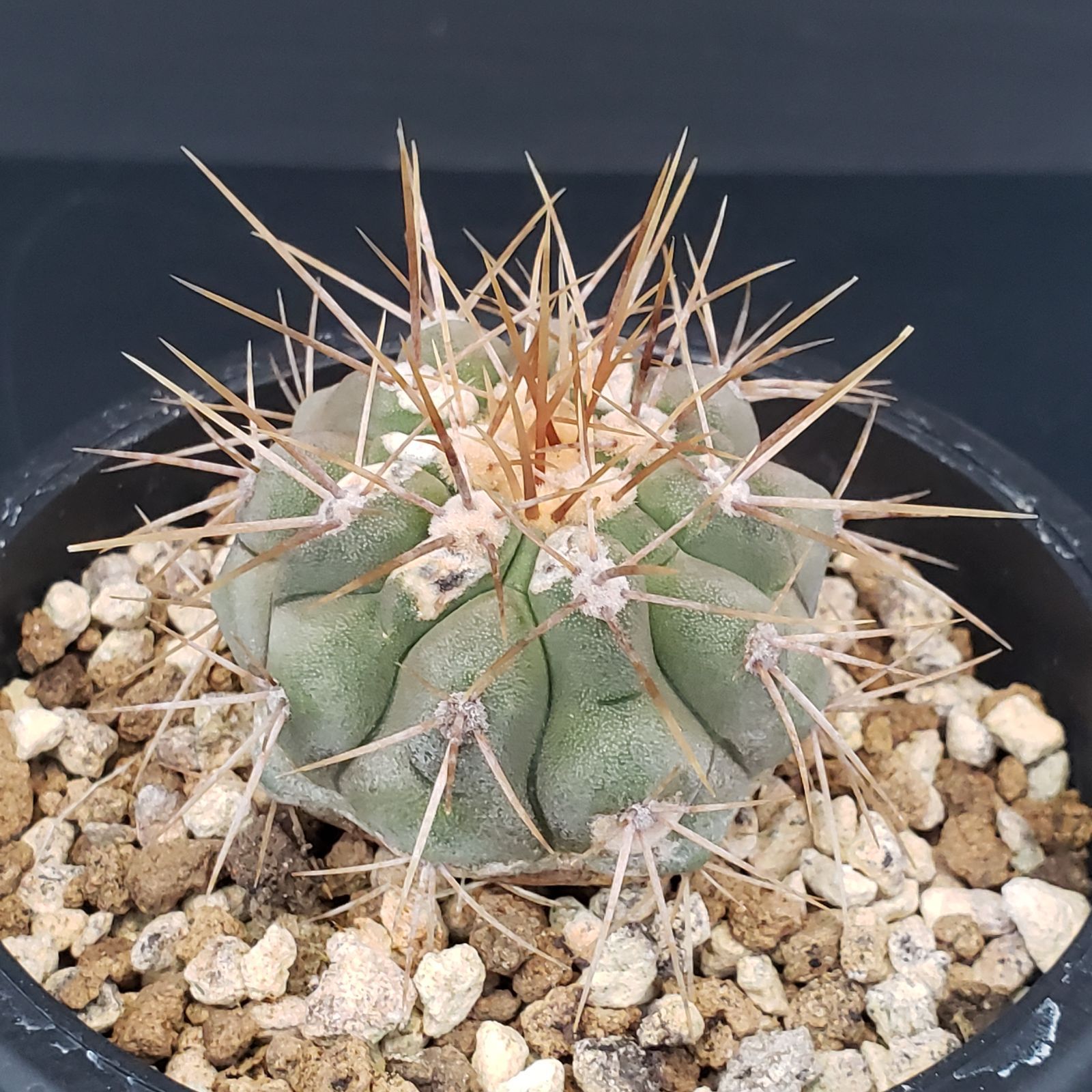 Copiapoa ハセルトニアナ　実生株 J291自社養生株コピアポア ハセルトニアナ（発根株・鉢植え ☆サボテン