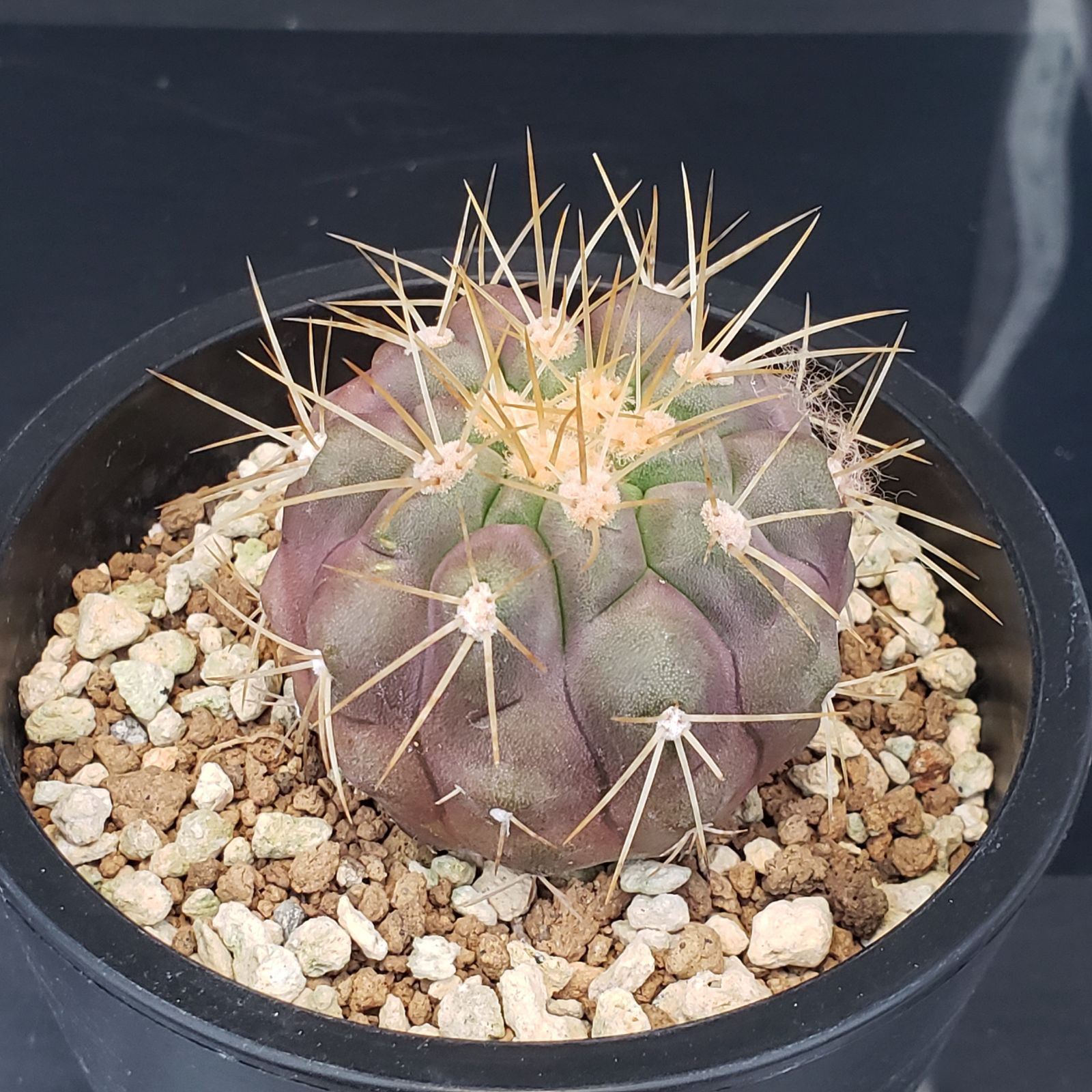 レアサボテンコレクション・コピアポア属・ハセルトニアナ(現地球)inわけけのお店 レアサボテンコレクション・コピアポア属・ハセルトニアナ(現地球)in