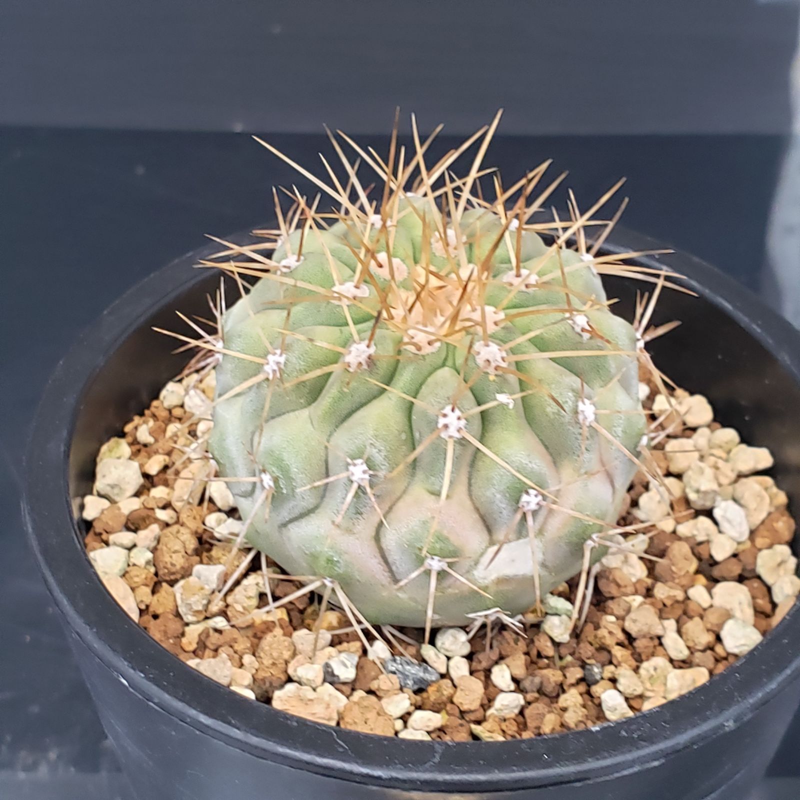 J293【自社養生株】コピアポア ハセルトニアナ（発根株・鉢植え