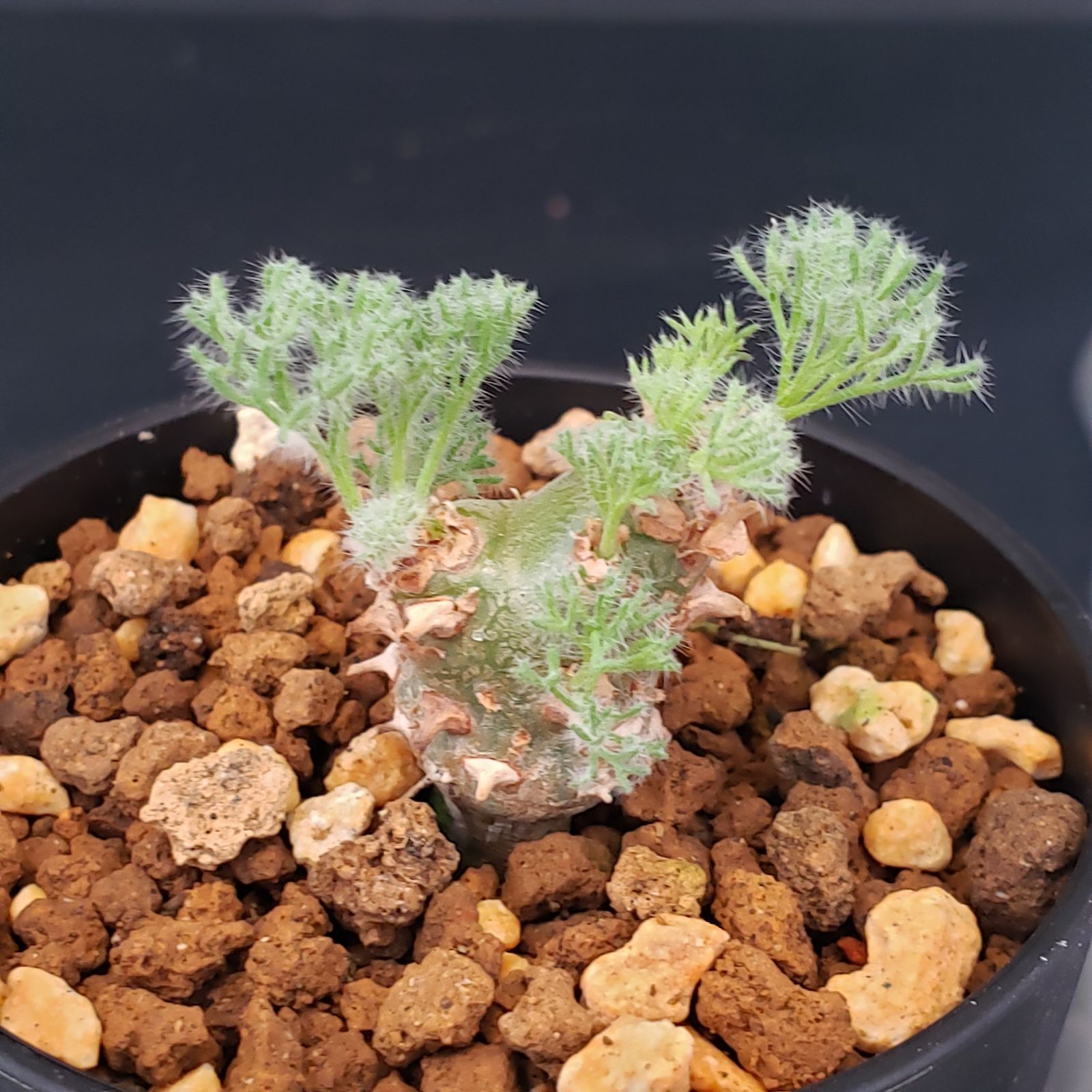 花 現品限りモンソニア・ぺニクリナムAH8 Monsonia peniculinum ヘ4333