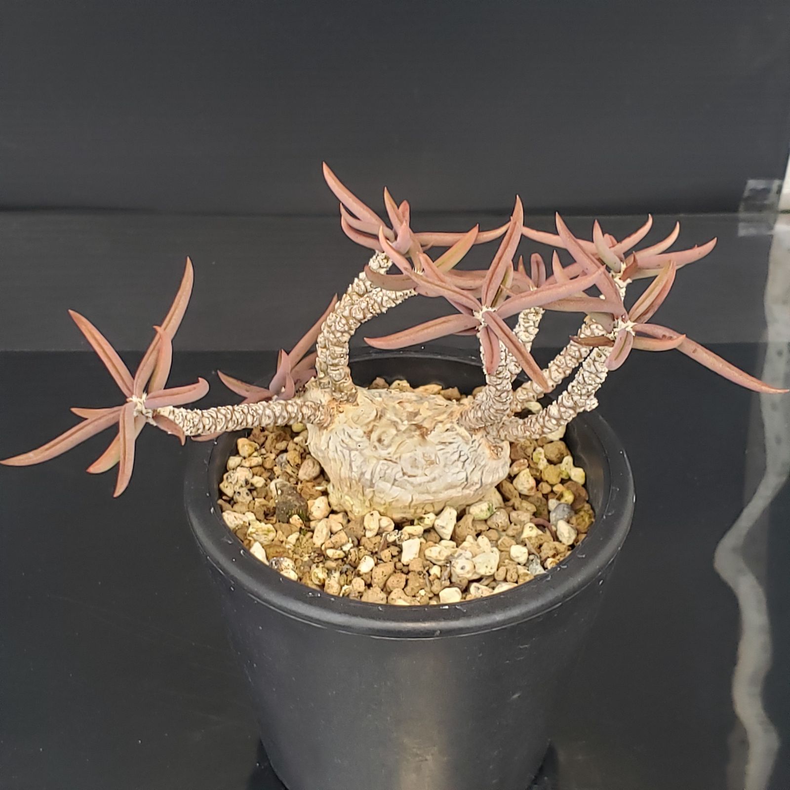 J308【自社養生株】ユーフォルビア キリンドリフォリア（実生・発根株