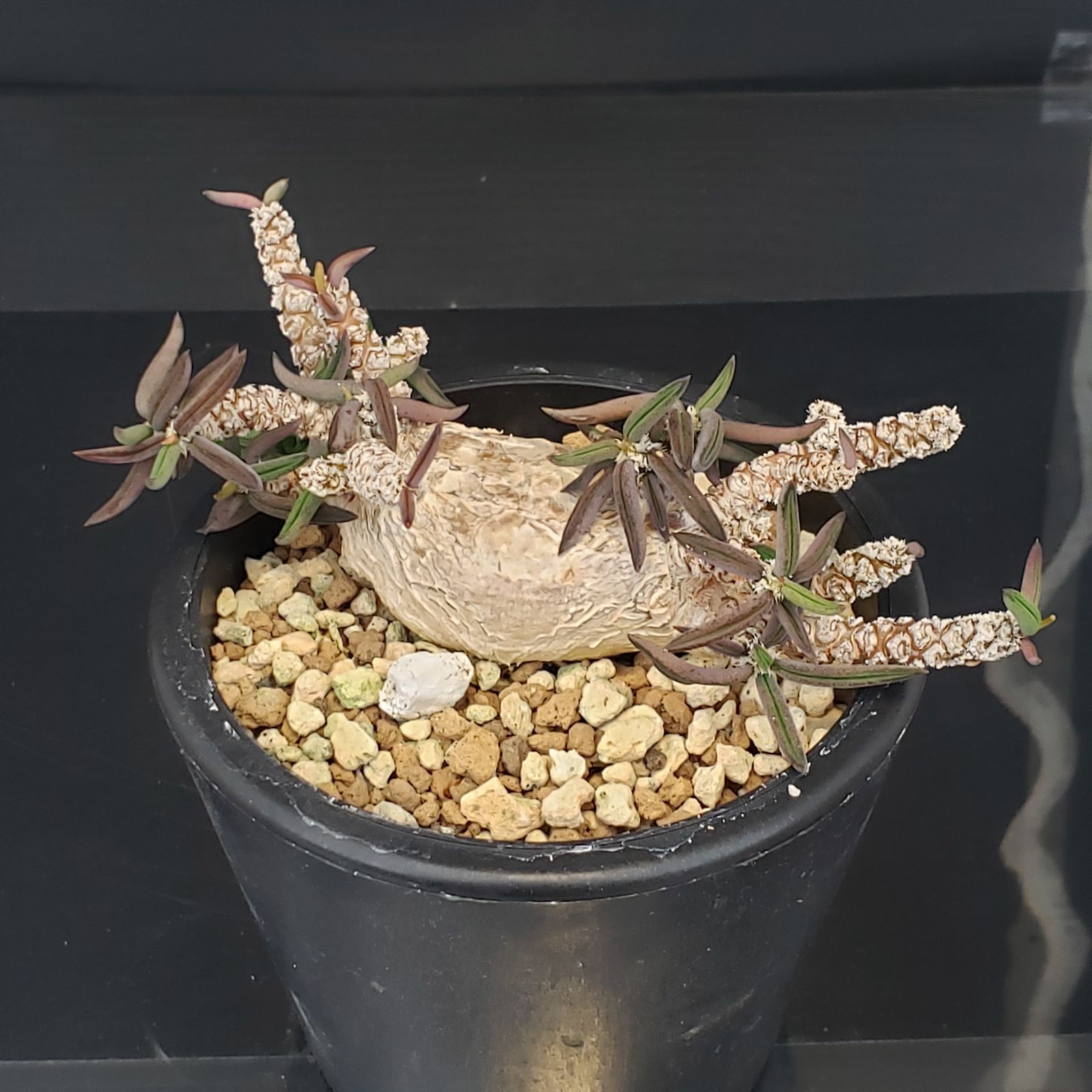 国内実生　長期管理株　ユーフォルビア　キリンドリフォリア　陶器鉢のまま発想　塊根 国内実生 長期管理株 ユーフォルビア キリンドリフォリア 陶器鉢のまま