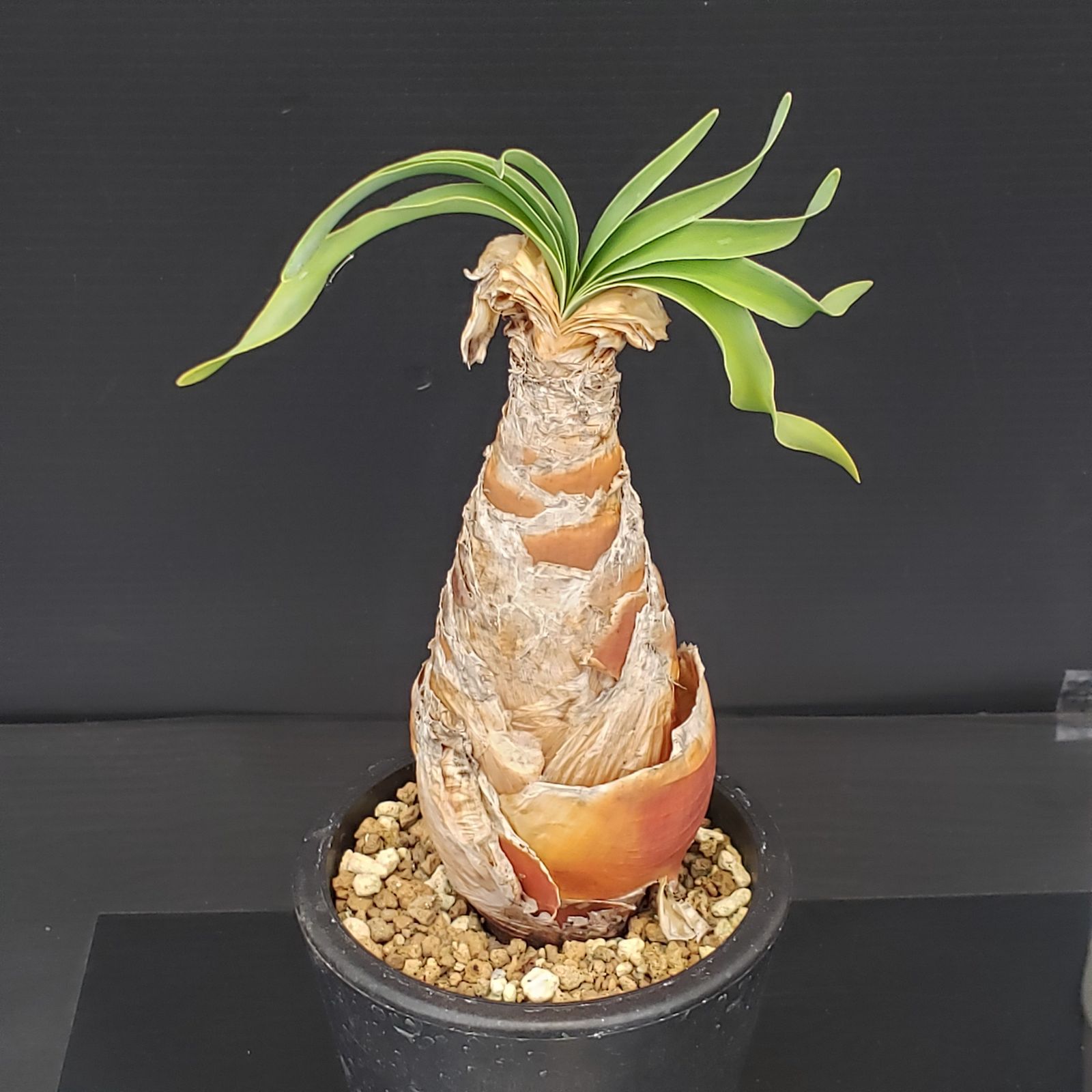 ブーファンディスティチャ現地球(発根済) J313【自社養生株】ブーファン ディスティチャ（現地球・発根株