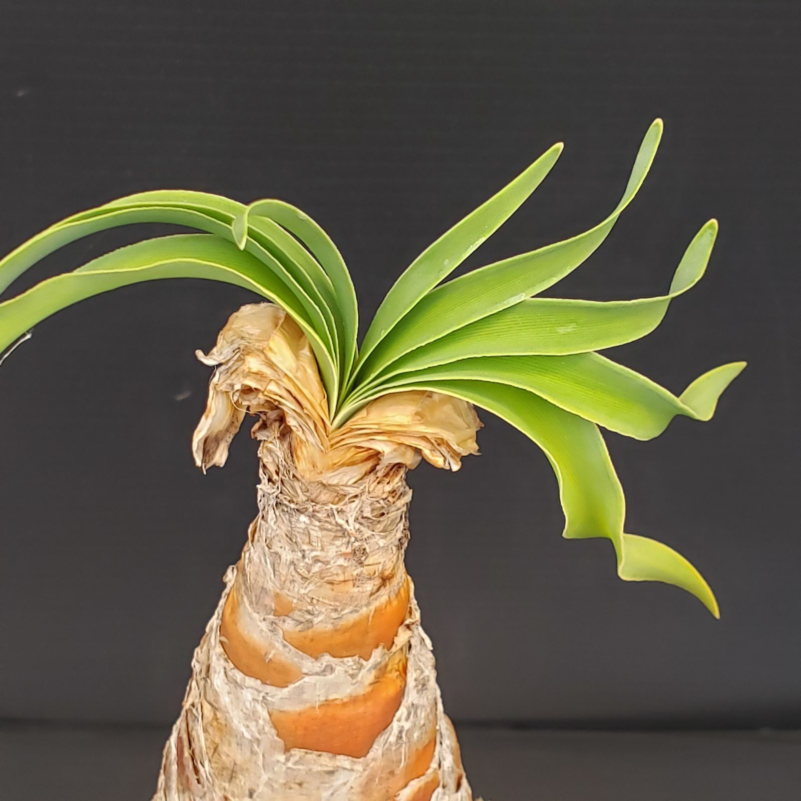 J313【自社養生株】ブーファン ディスティチャ（現地球・発根株