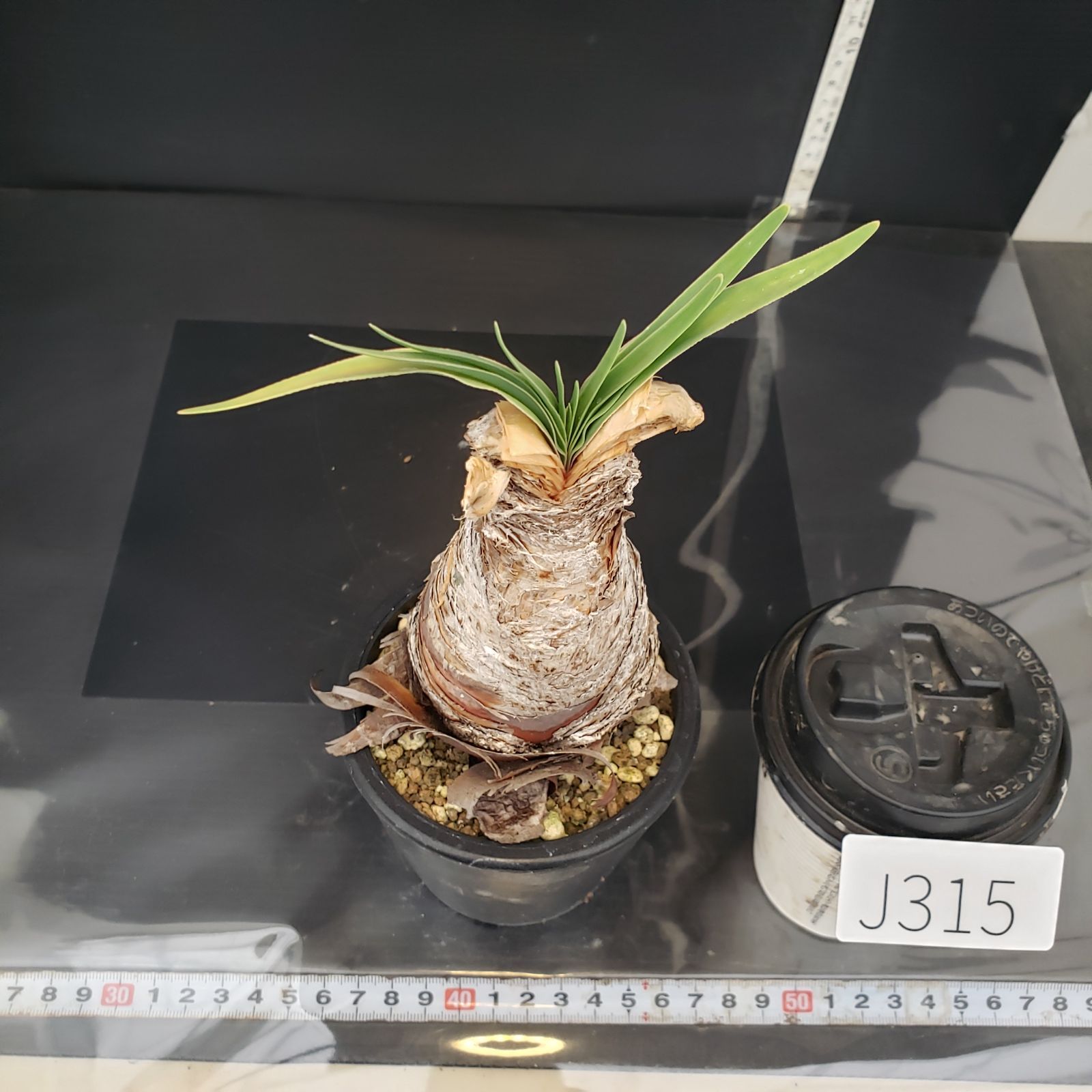 8401「球根植物」ブーファン ディスティチャ 抜き苗【最新到着