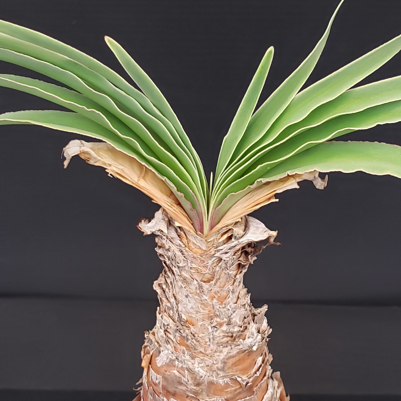 ケ2626 「球根植物」ブーファン ディスティチャ 抜き苗最新到着 ケ2626