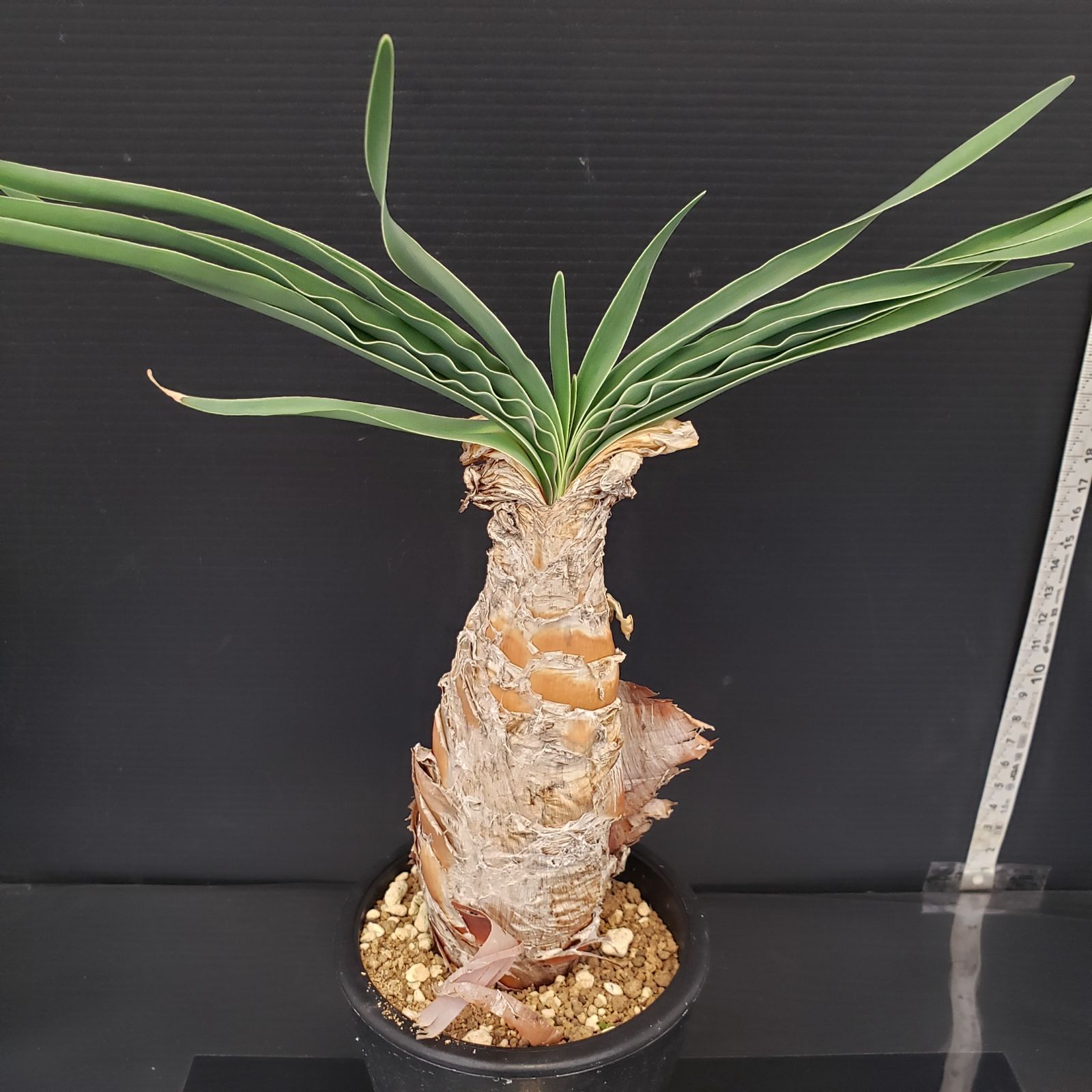 J317【自社養生株】ブーファン ディスティチャ（現地球・発根株