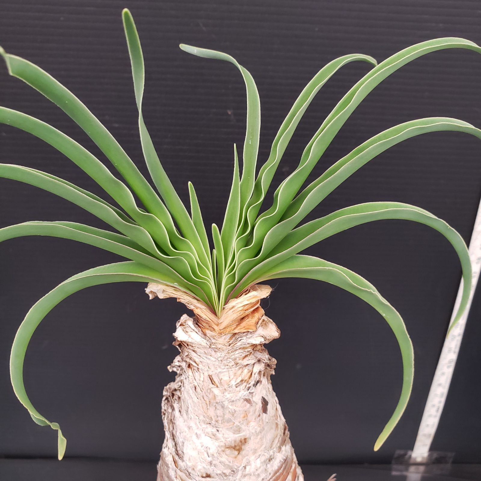 園芸ネット本店｜ブーファン：ディスティチャ 4号鉢植え* の通販公式