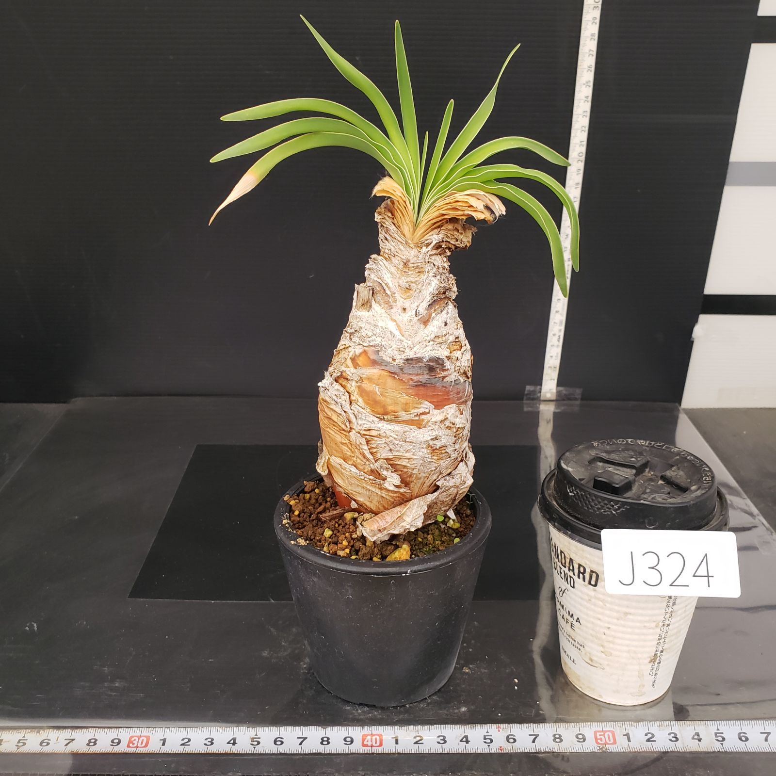 ブーファン　ディスティチャ　現地球　発根済 ブーファン ディスティチャ 現地株 発根済