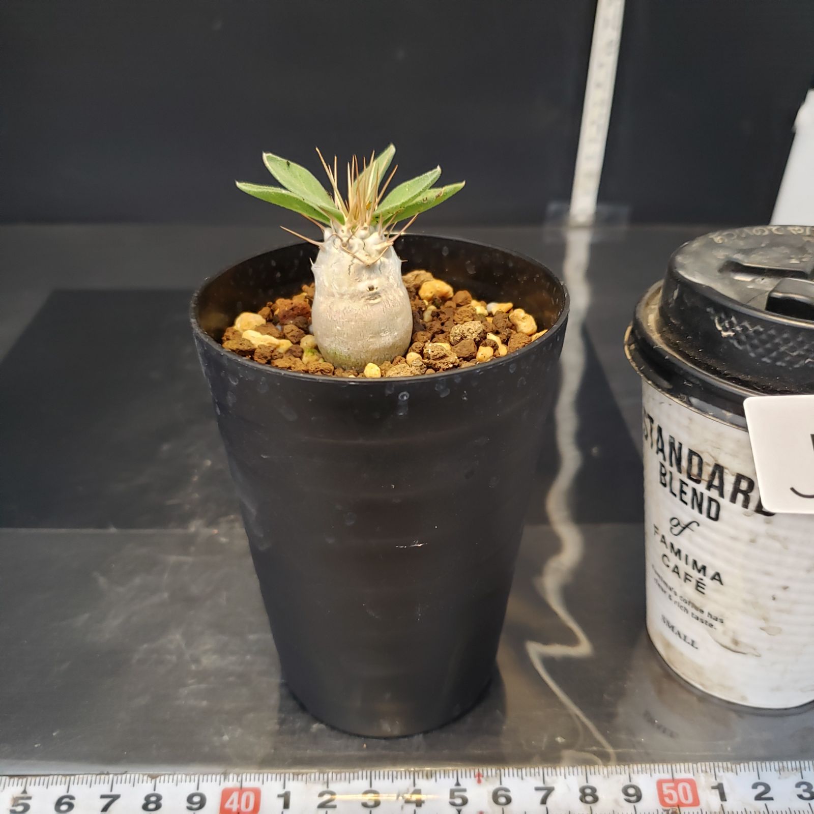 J332【自社養生株】パキポディウム ナマクアナム（発根株・鉢植え