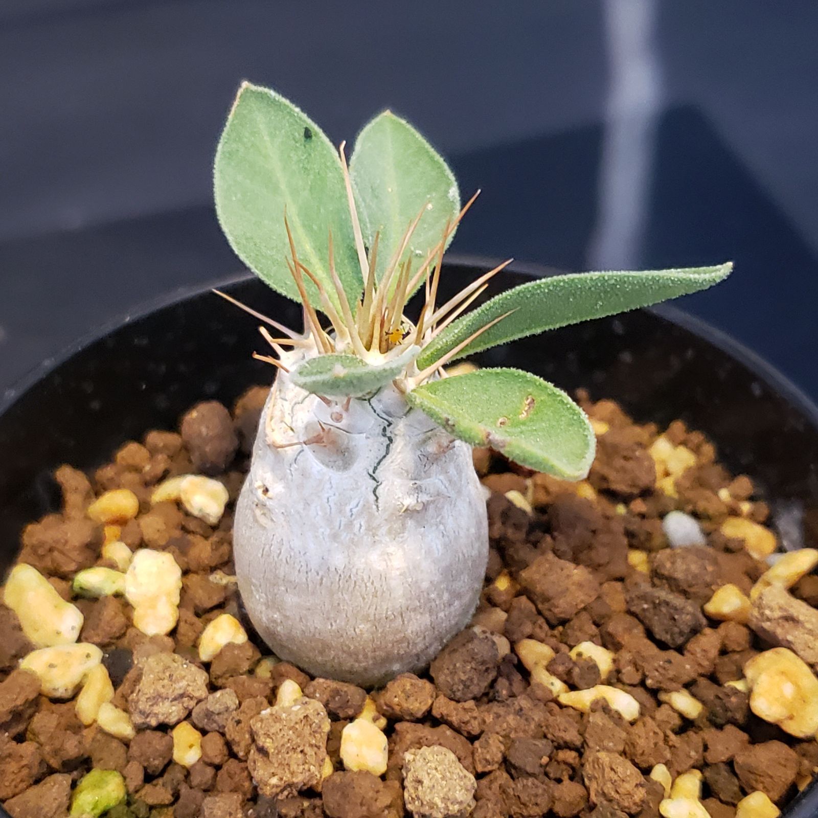 J332【自社養生株】パキポディウム ナマクアナム（発根株・鉢植え