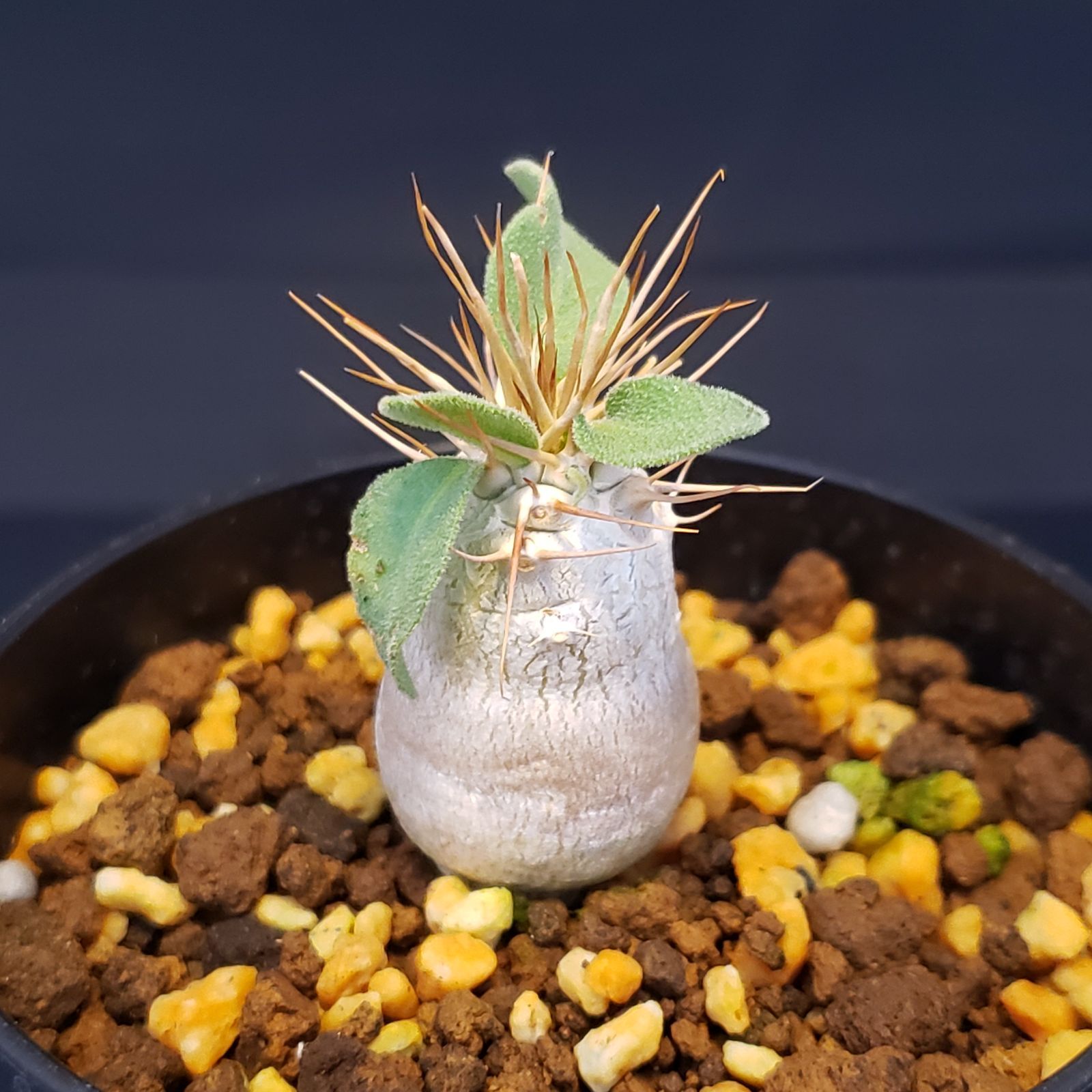 J333【自社養生株】パキポディウム ナマクアナム（発根株・鉢植え