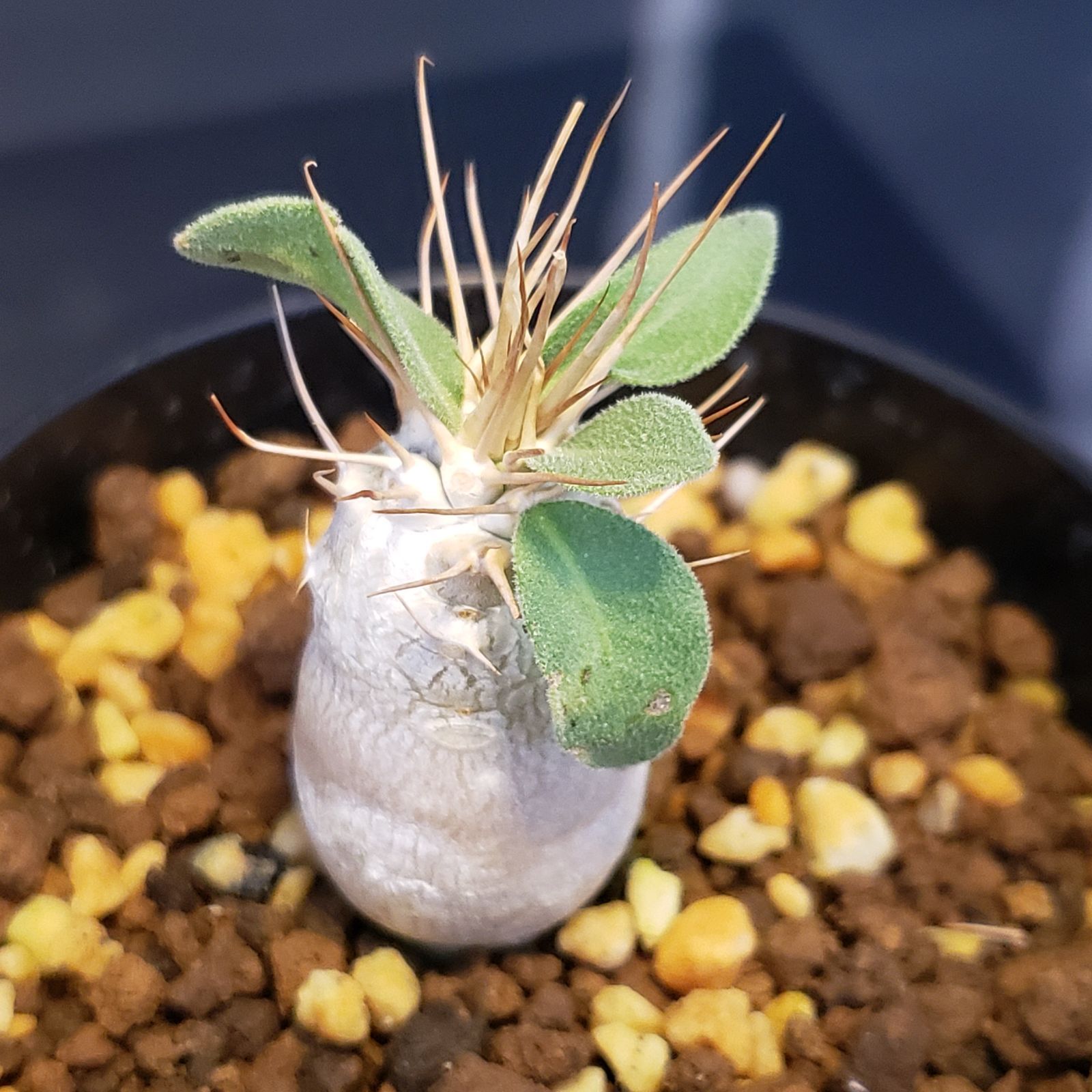 J333【自社養生株】パキポディウム ナマクアナム（発根株・鉢植え