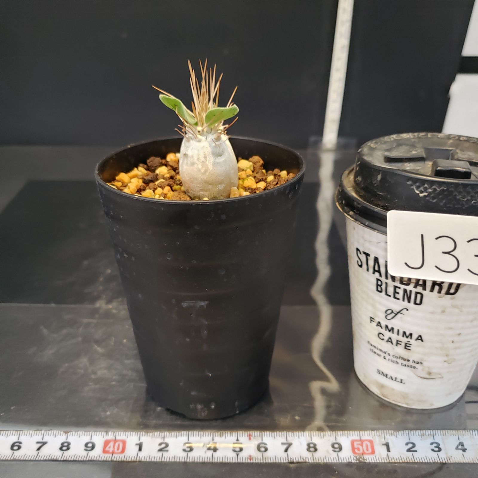 J334【自社養生株】パキポディウム ナマクアナム（発根株・鉢植え