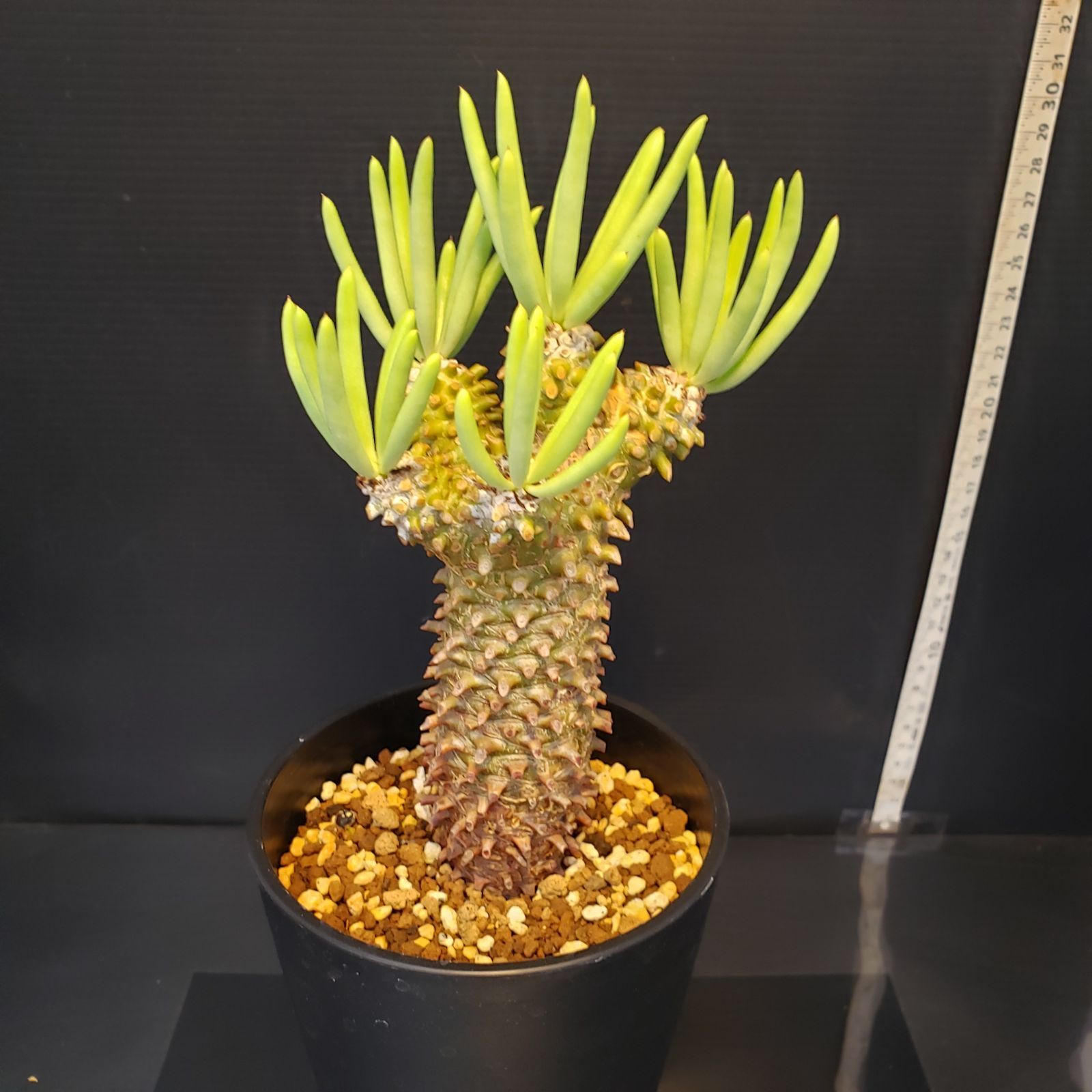 (鉢ごと)チレコドン　ワリチー チレコドン ワリチー | GREEN LUCK