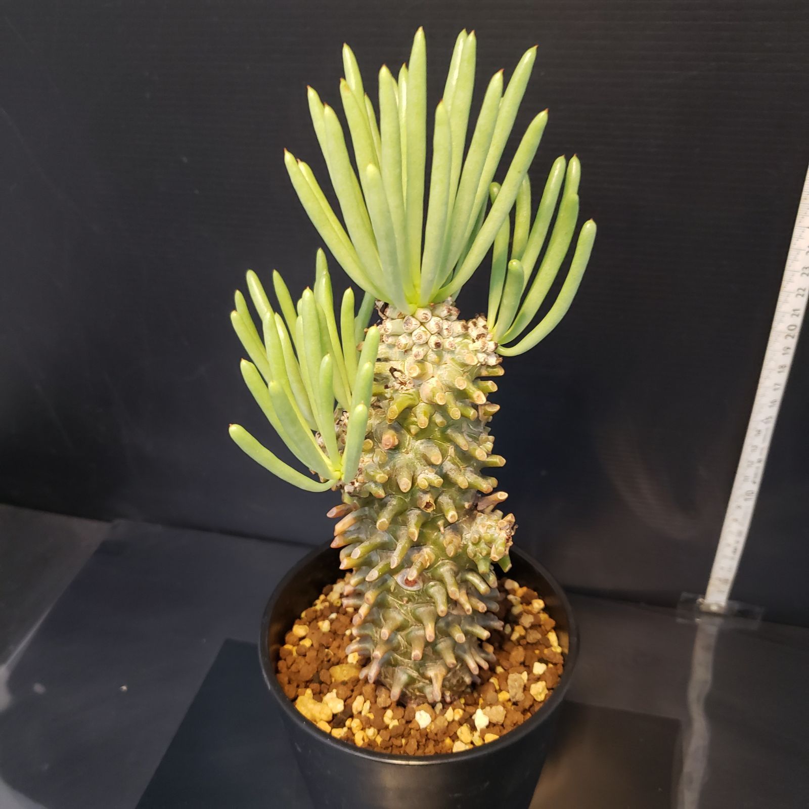 ウ2452 「現地」チレコドン ワリチー 大 抜き苗【1/12最新到着・抜き苗