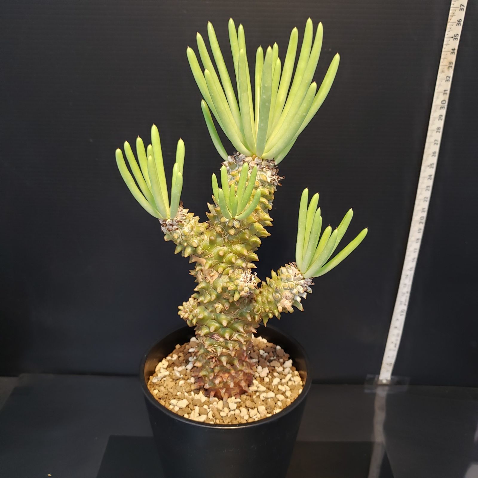 J338【自社養生株】チレコドン ワリチー（現地球・発根株・鉢植え