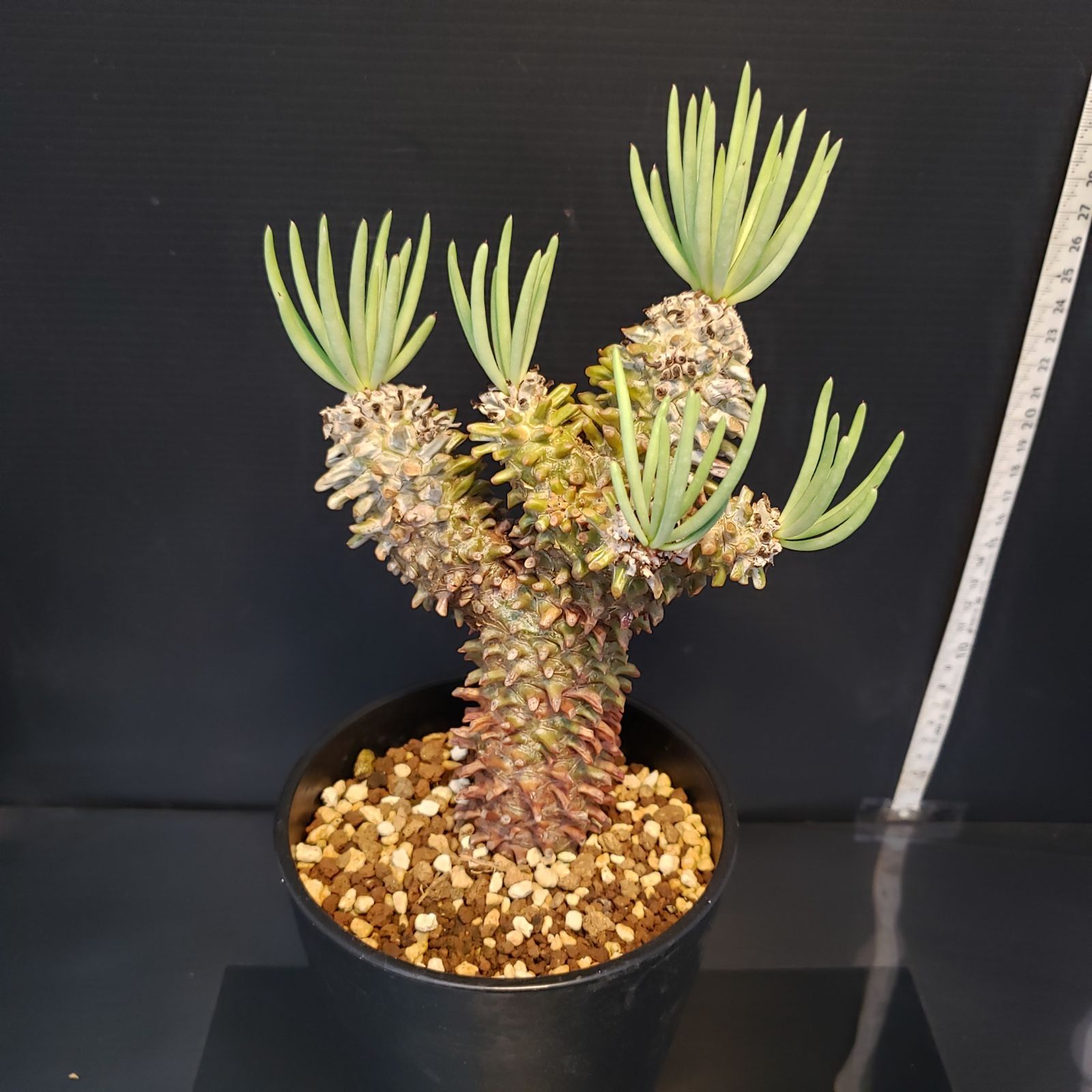 特大 現地株 チレコドン ワリチー コレクション株 チレコドン ワリチー 超特大サイズ 発根定着済※鉢ごと発送