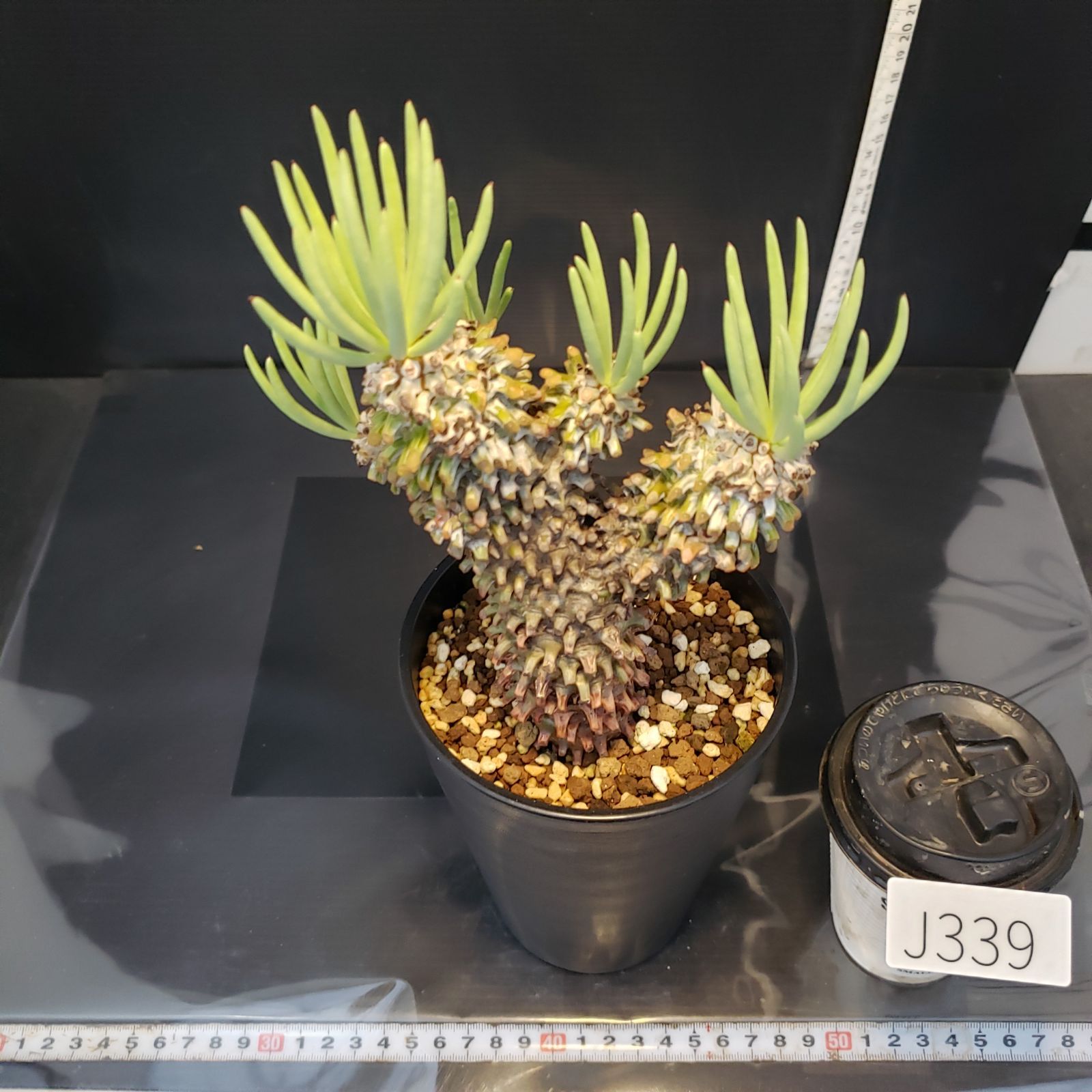 ウ2452 「現地」チレコドン ワリチー 大 抜き苗【1/12最新到着・抜き苗