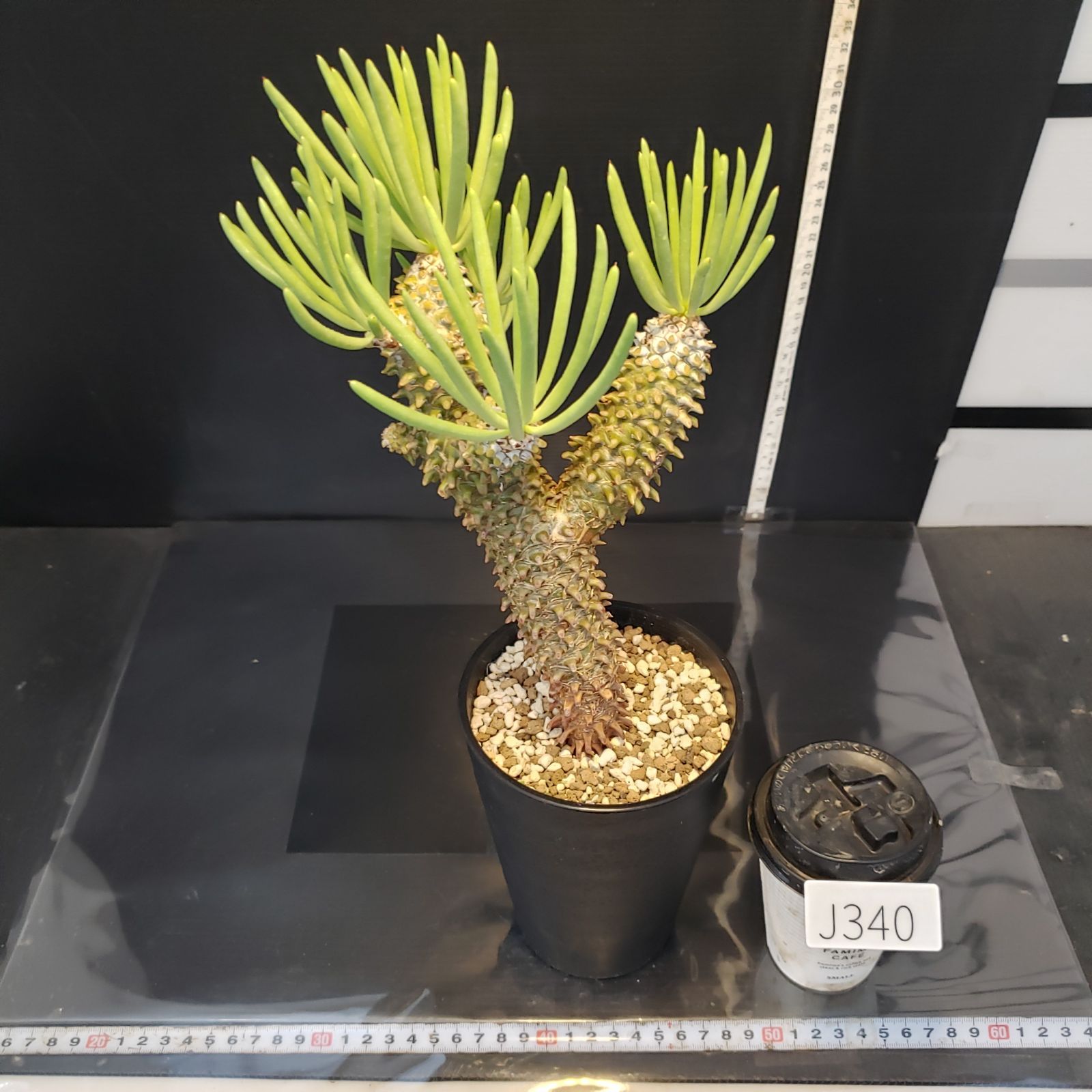 J340【自社養生株】チレコドン ワリチー（現地球・発根株・鉢植え