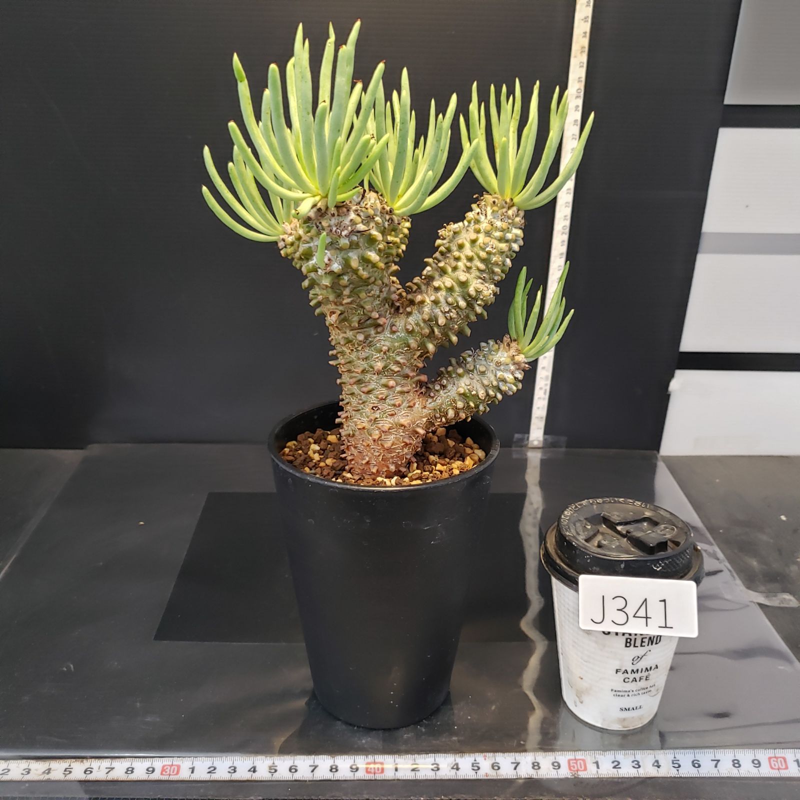 J341【自社養生株】チレコドン ワリチー（現地球・発根株・鉢植え