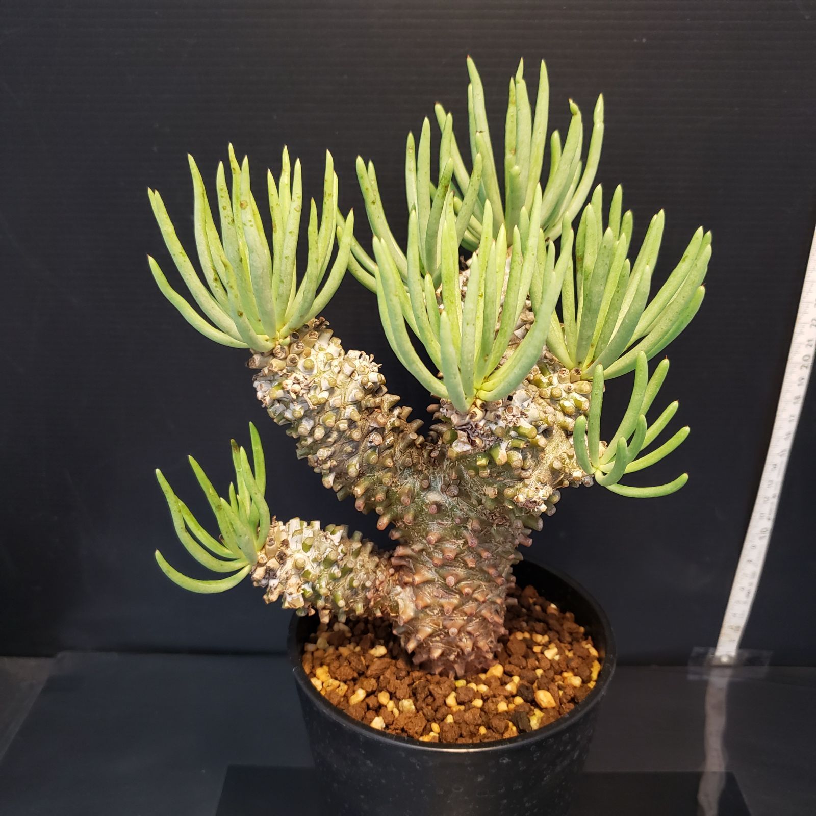 チレコドン ワリチー 現地株 J341【自社養生株】チレコドン ワリチー（現地球・発根株・鉢植え