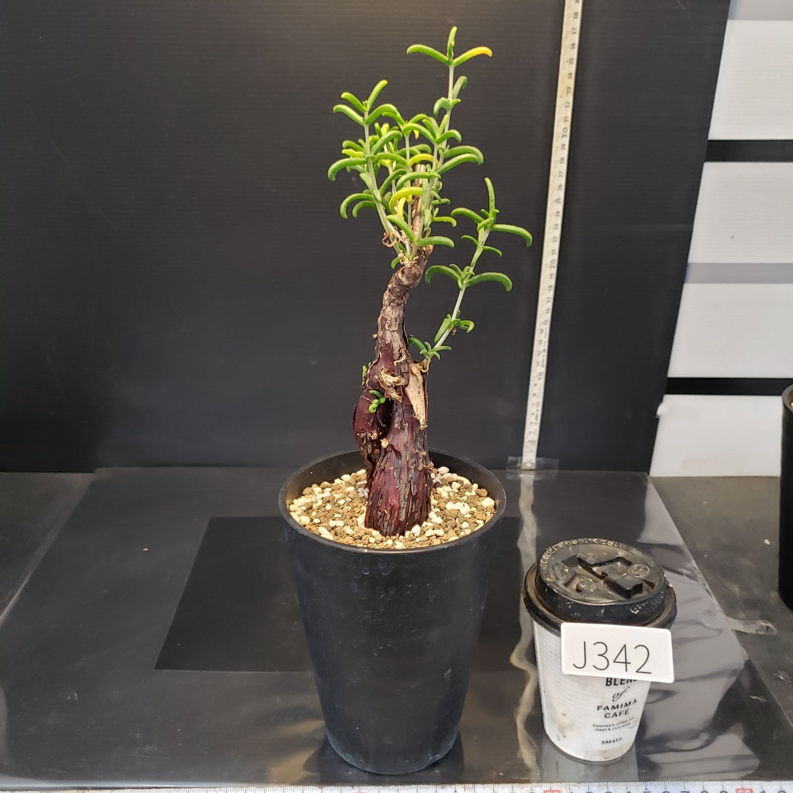 J342【自社養生株】メストクレマ（現地球・発根株・鉢植え）【塊根植物